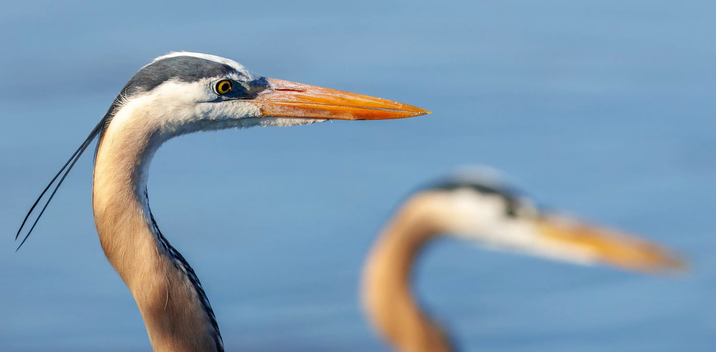 7206.  In Focus.  Great Blue Heron.  Bombay Hook Wildlife Refuge, DE.