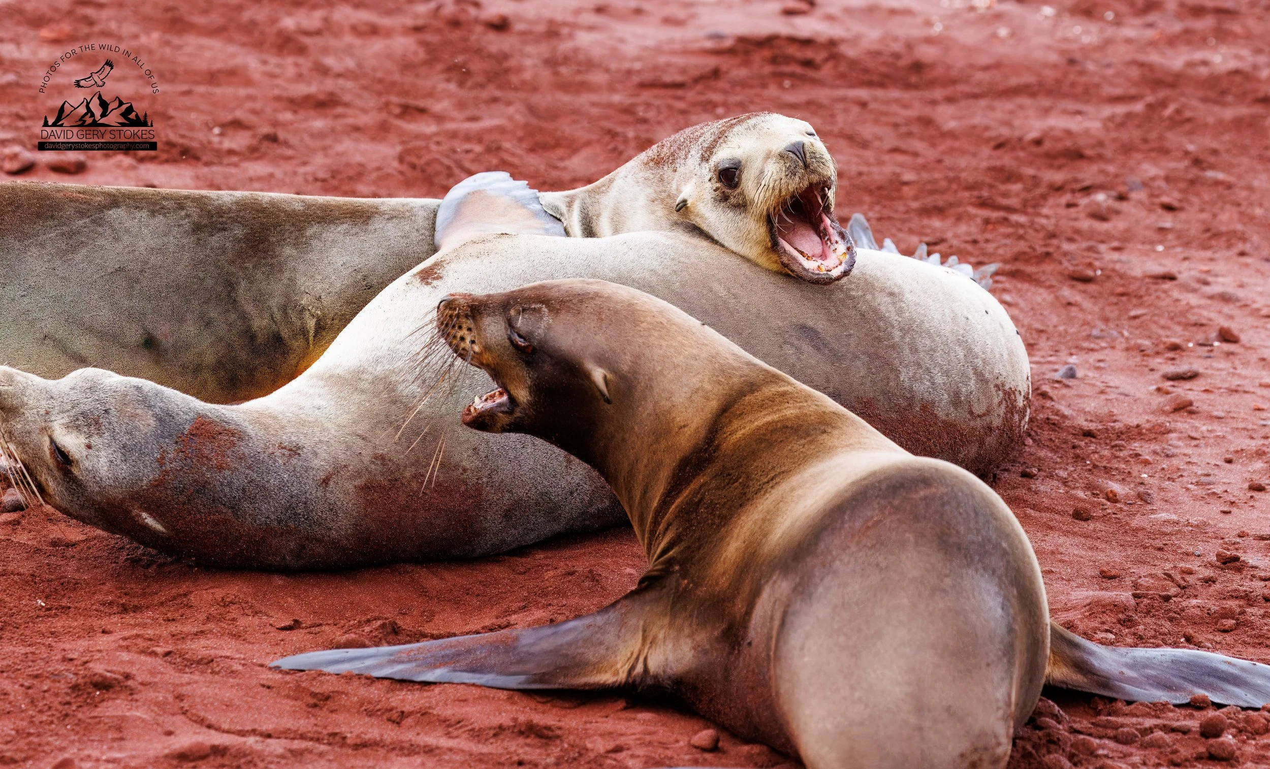 7906 Sea Lion FIght