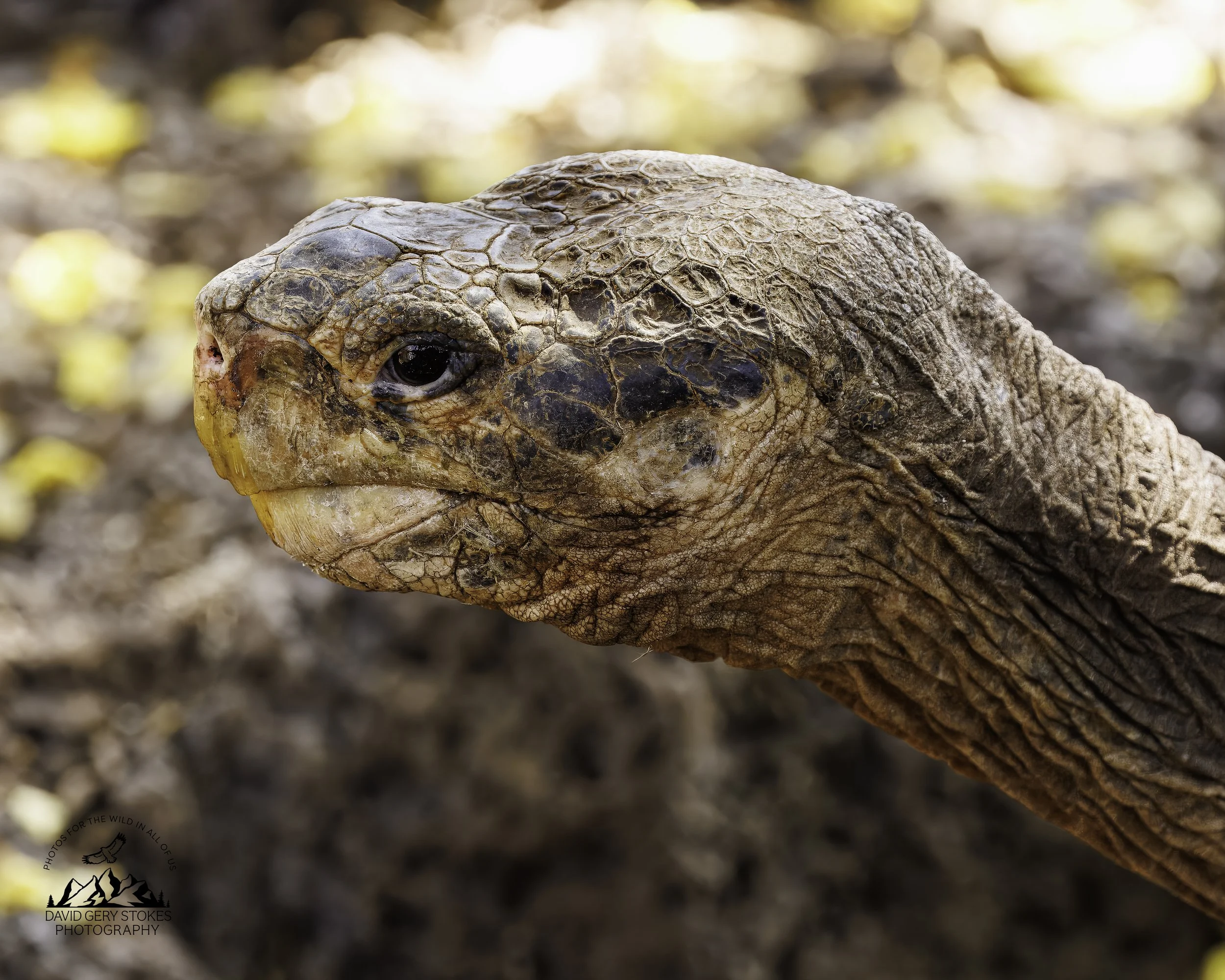 2789 Galapagos Giant Tortoise