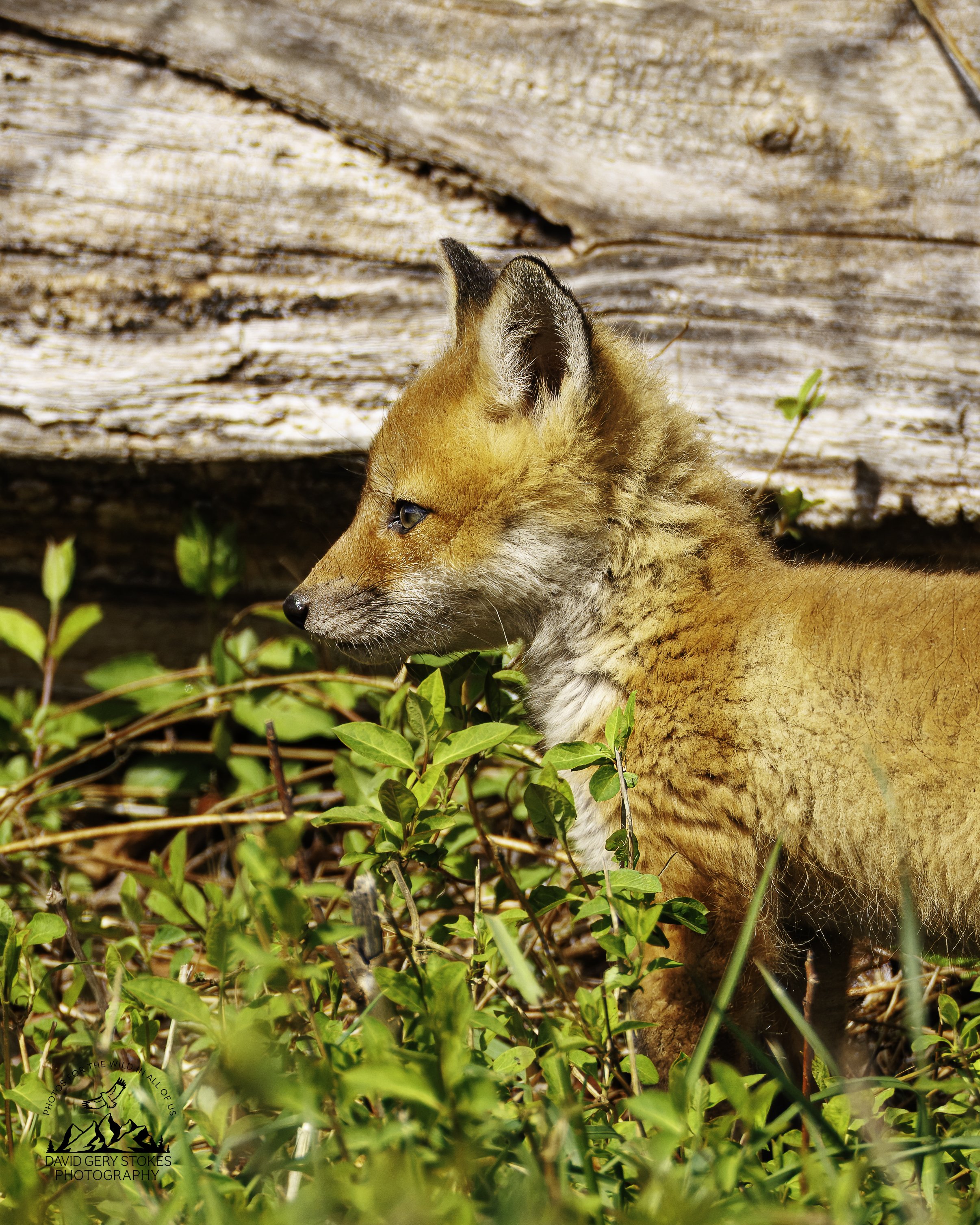 Fox_Cub_BH_040724_4782.jpg