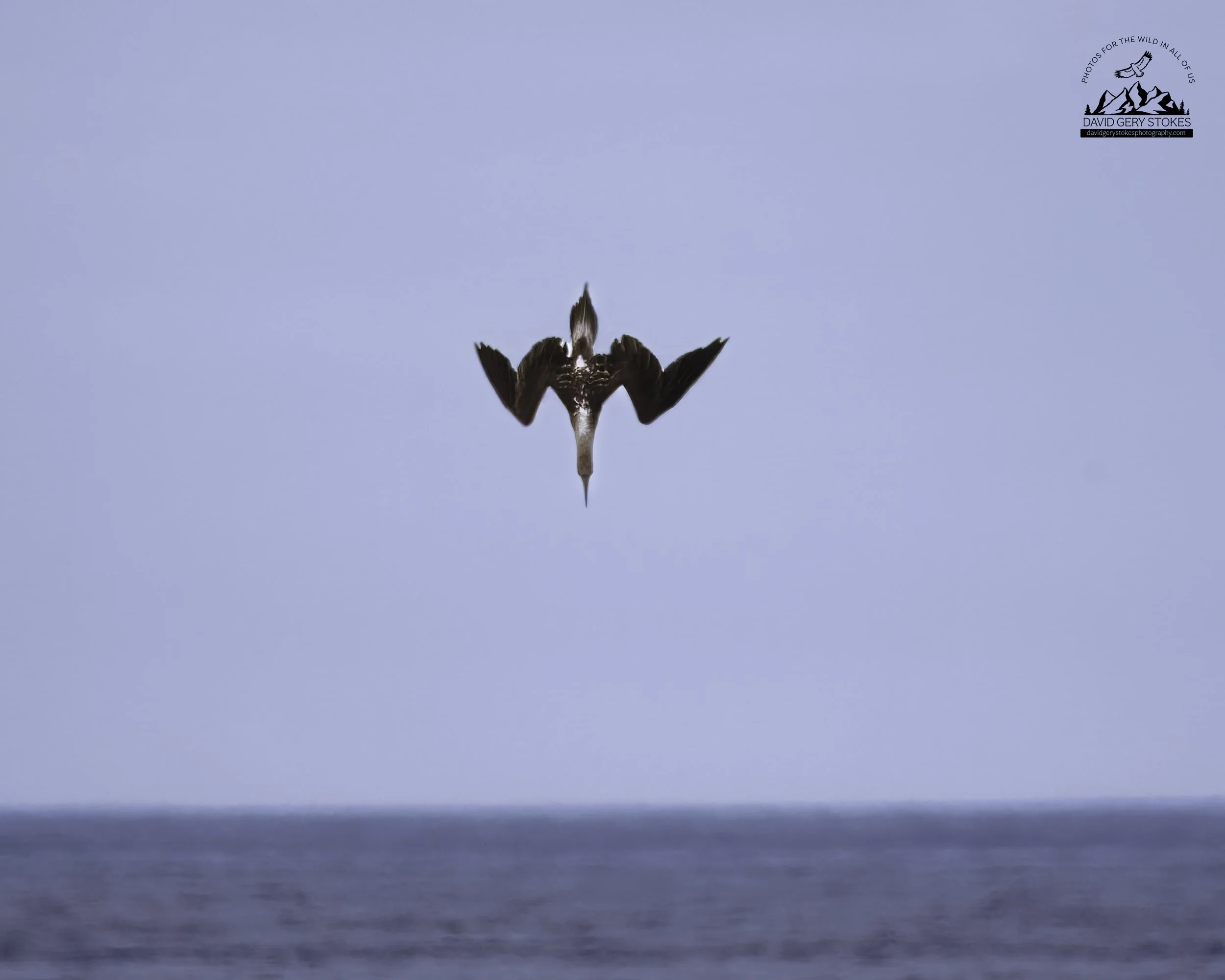 2395 Blue Footed Booby DIve