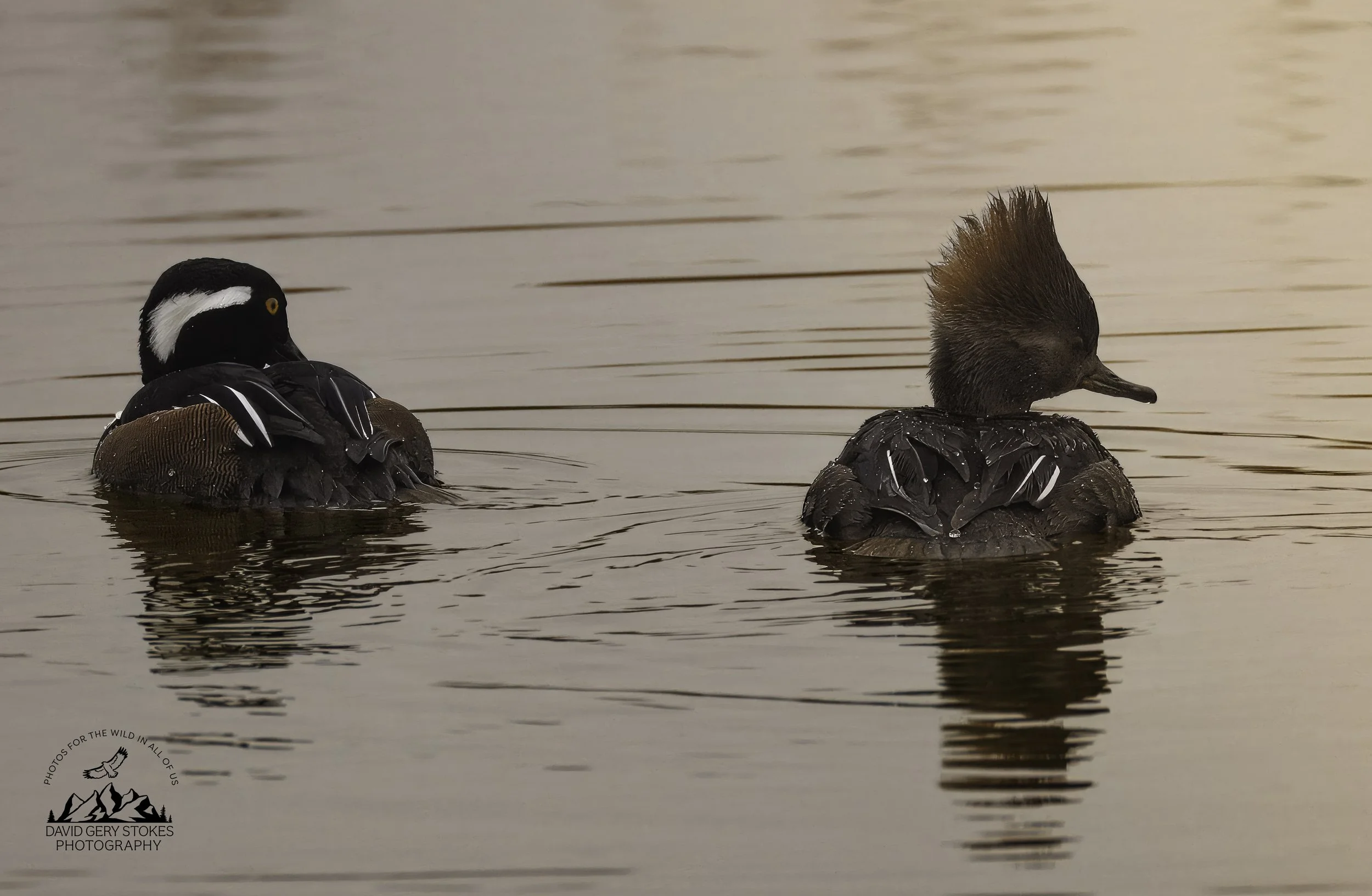Hooded_Merganser_EF_030726_1730.jpg
