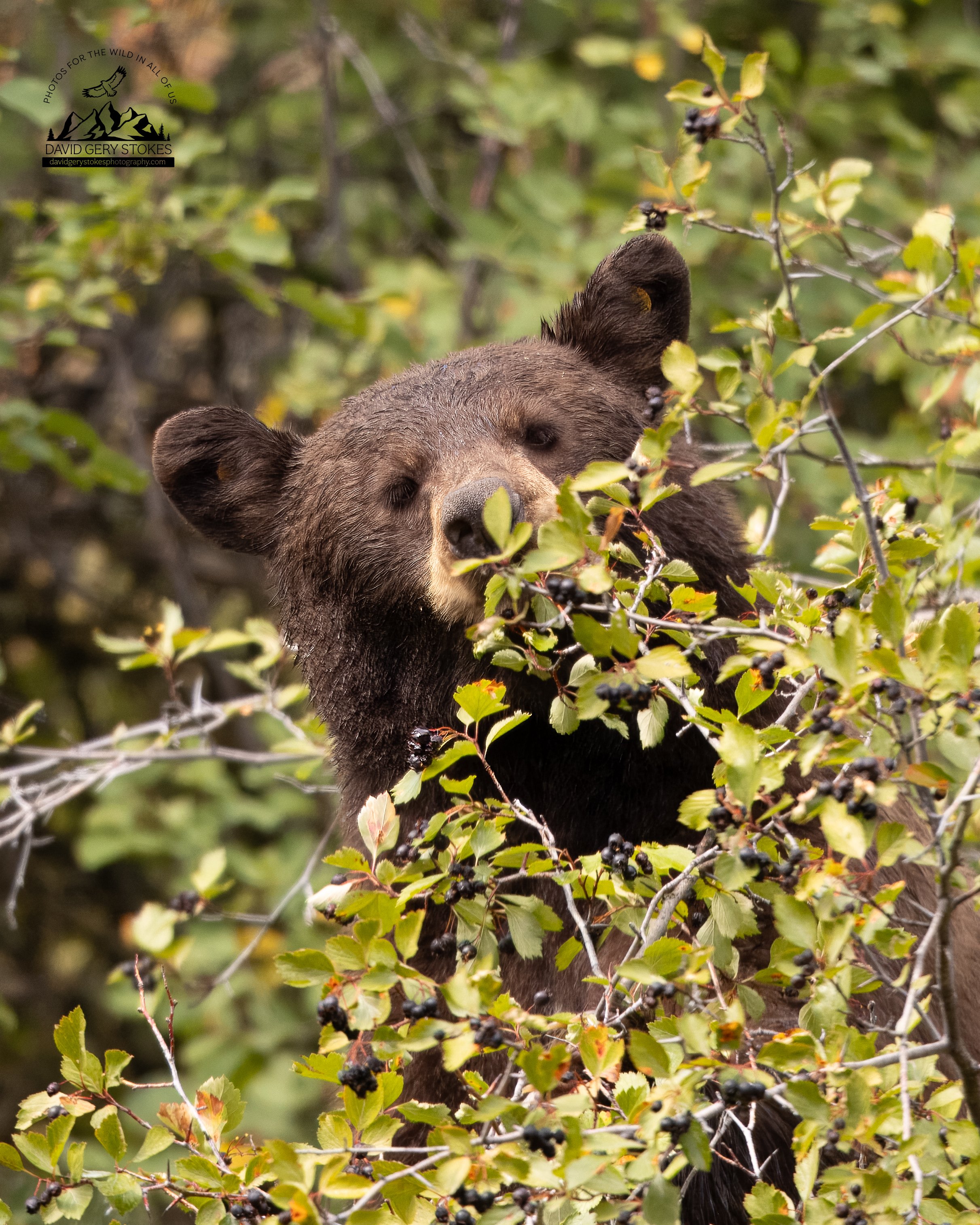Bears