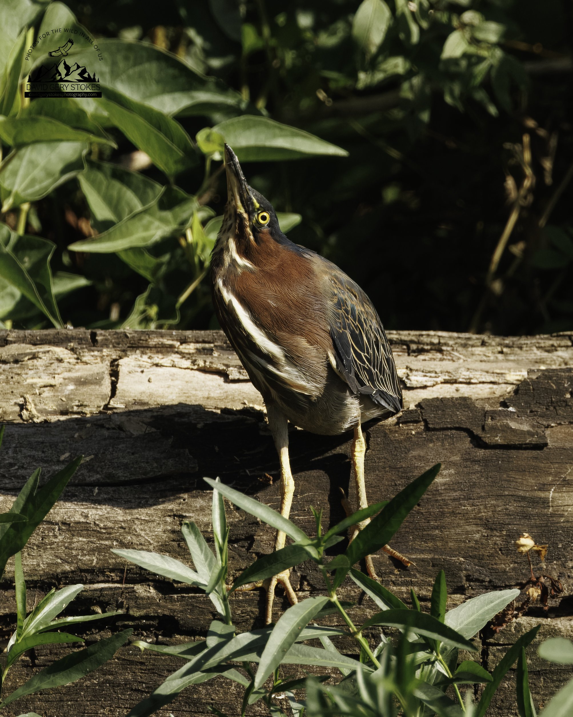 8957.  Attitude.  Green Heron.  Lake Carnegie, NJ.