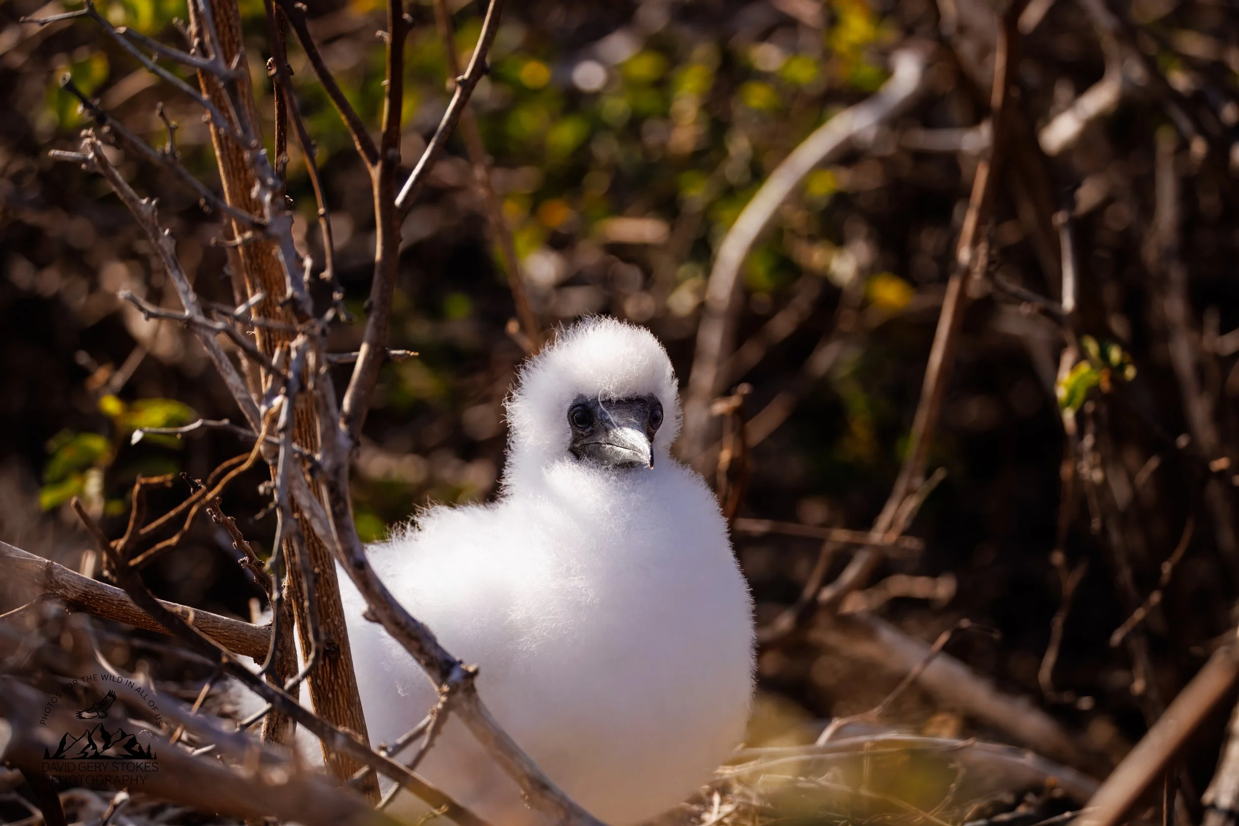 8684 Nazca Booby Chick