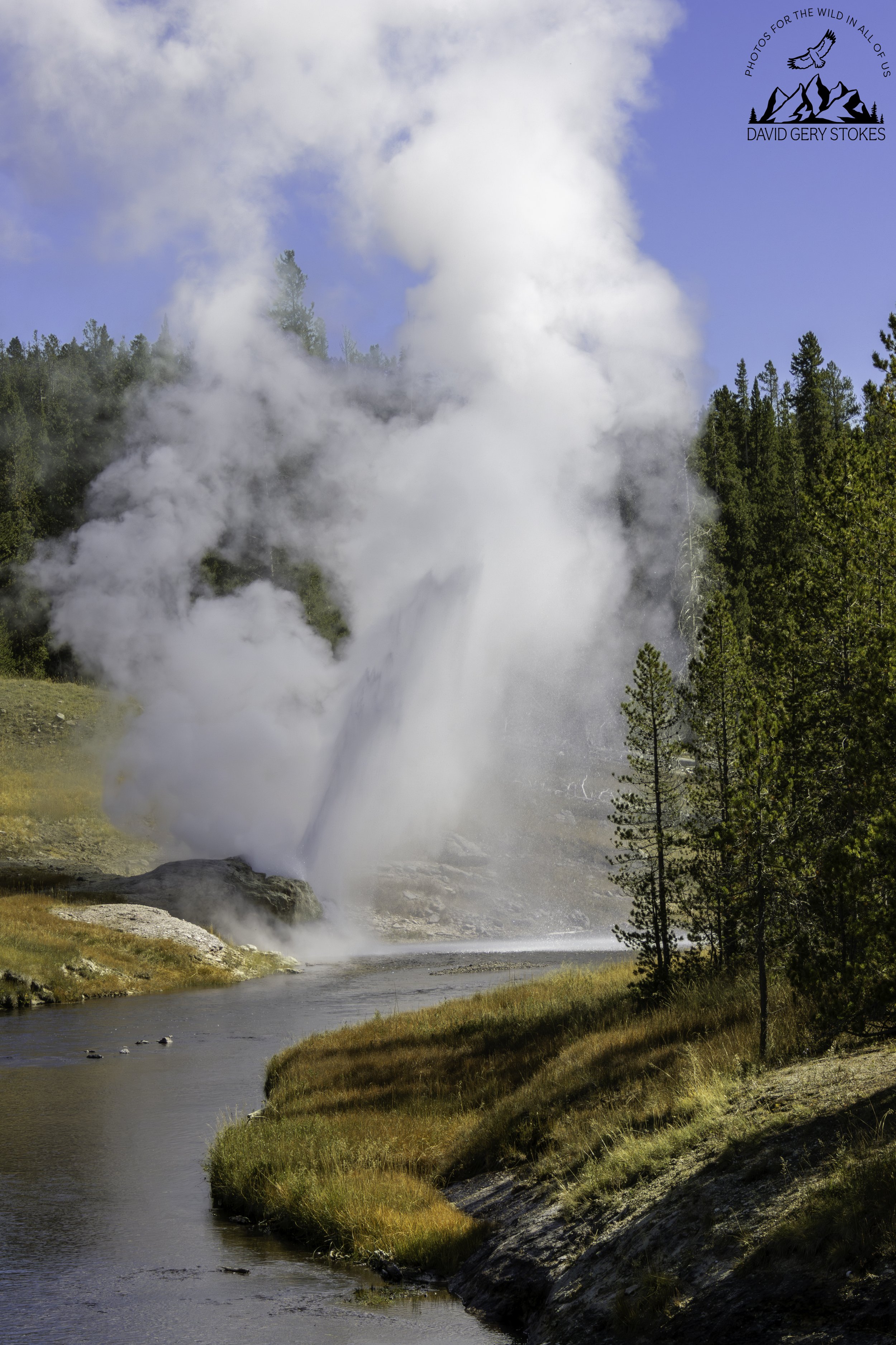 Streamside_Geyser_YGT6_1426.jpg
