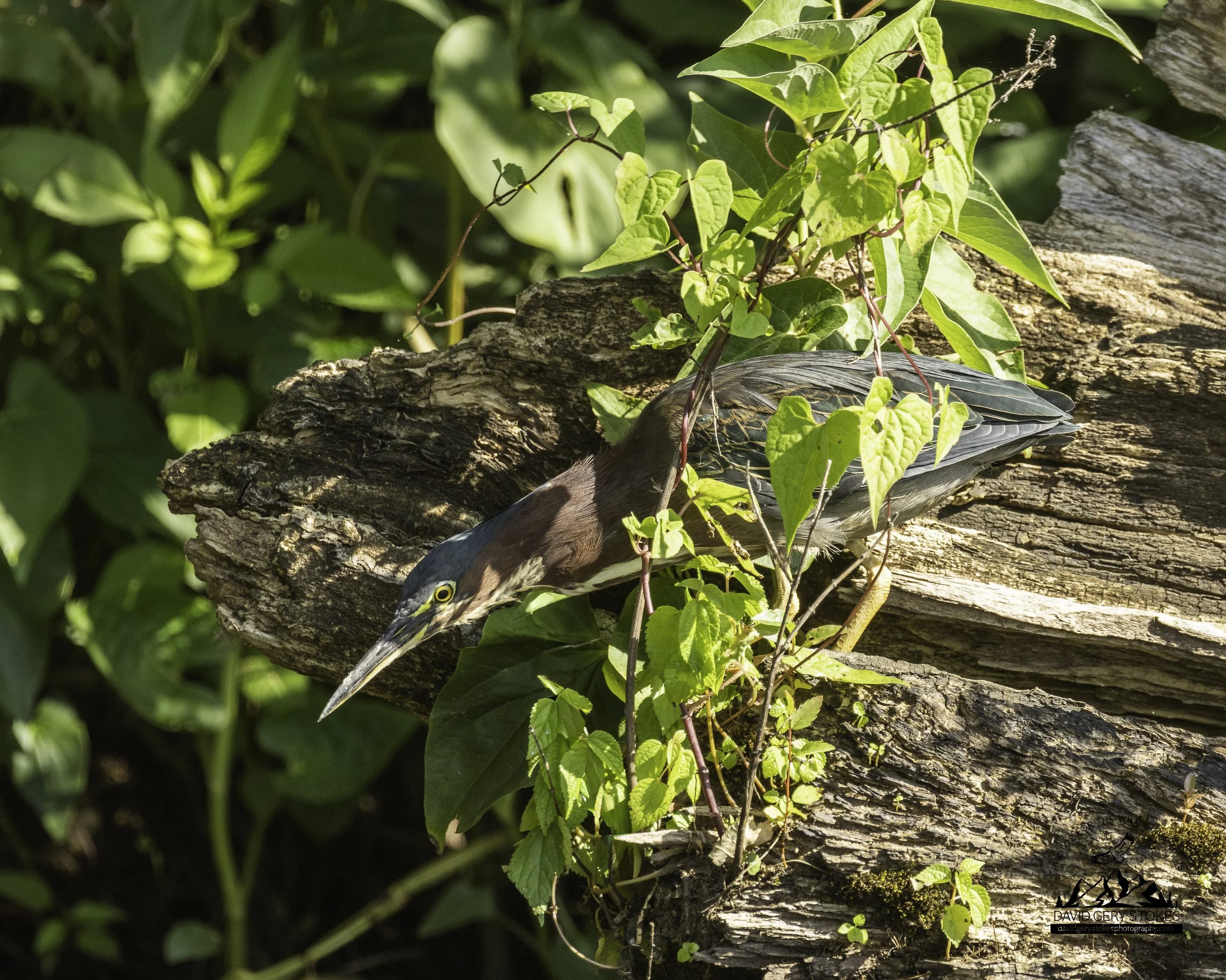 8983.  Stealthy.  Green Heron. Lake Carnegie, NJ.