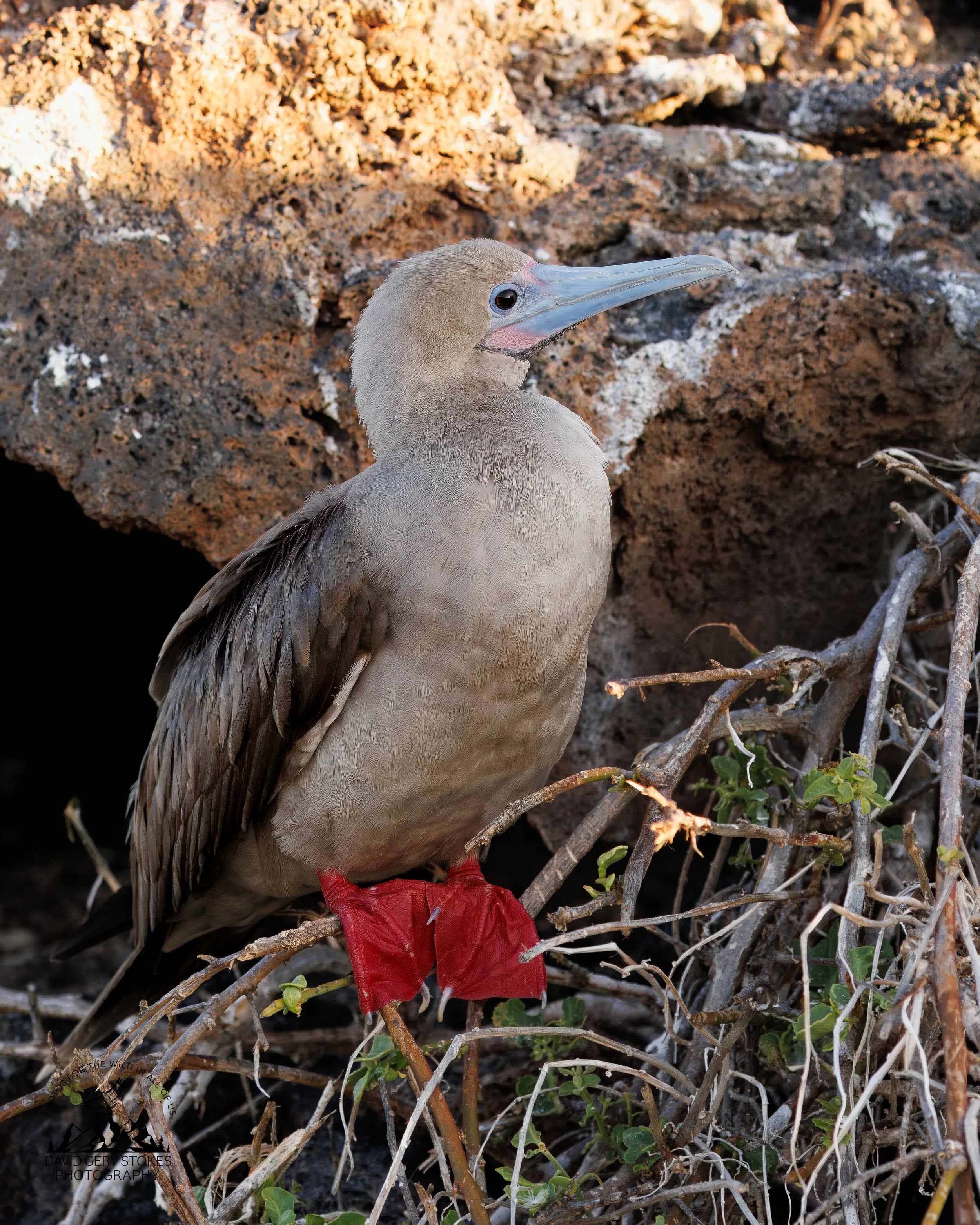 0560 Red-footed Booby