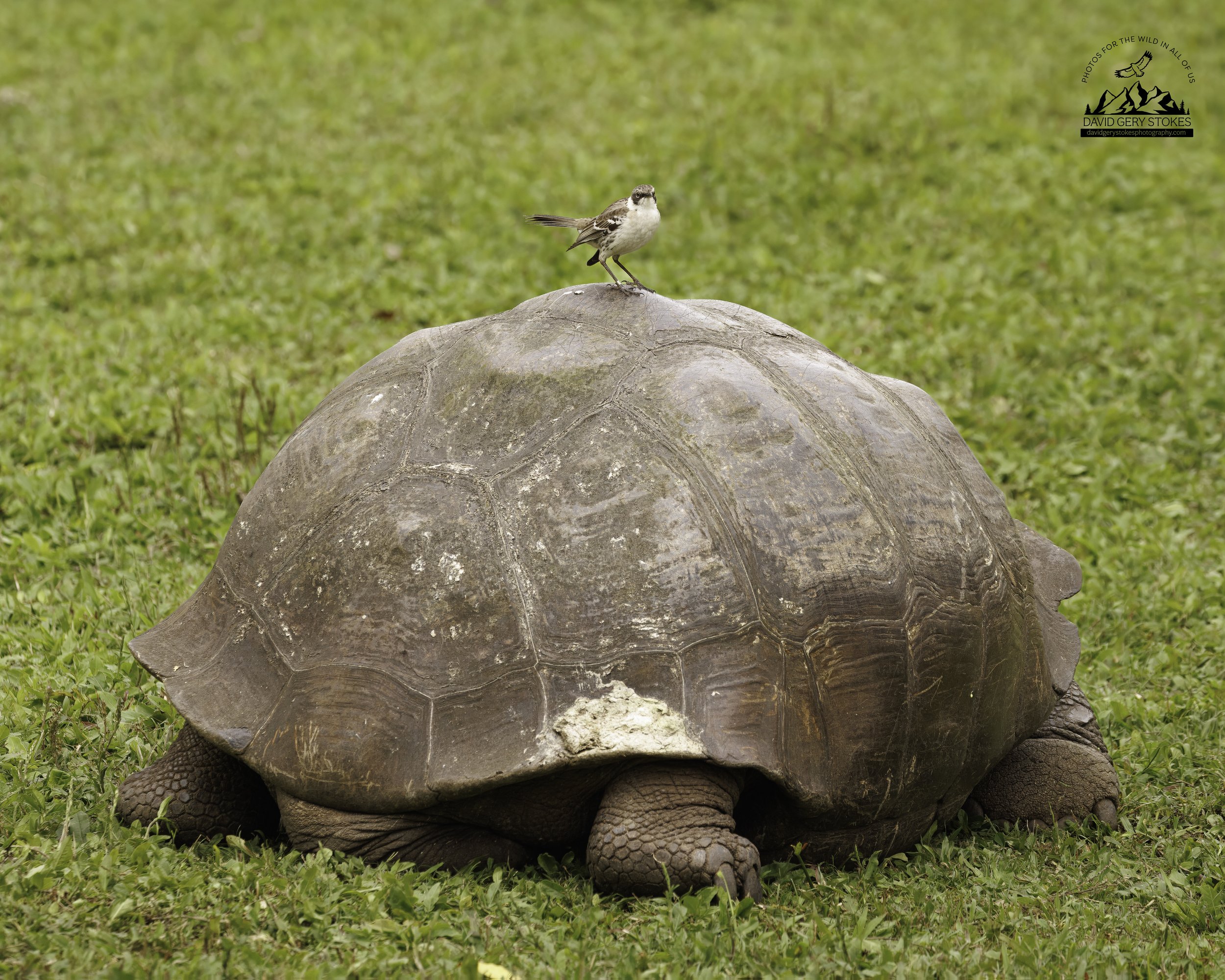 3438 Galapagos Giant Tortoise & Mocking Bird