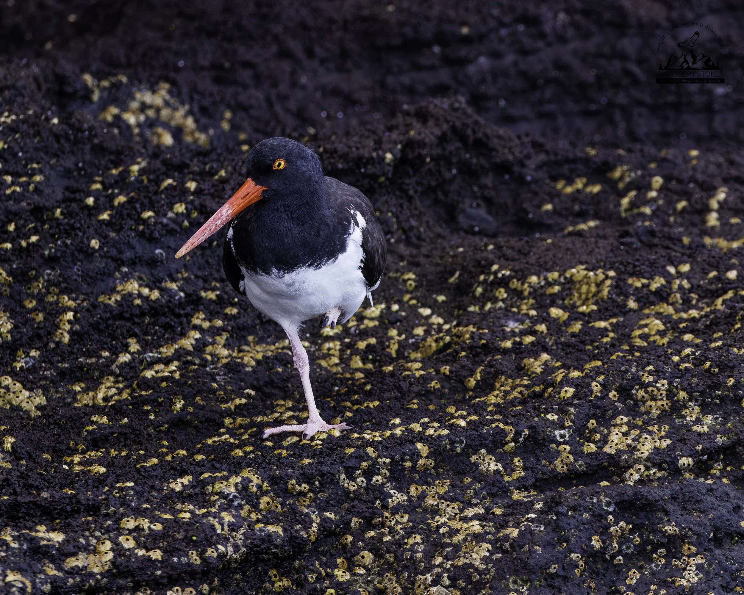 5340 Oyster Catcher