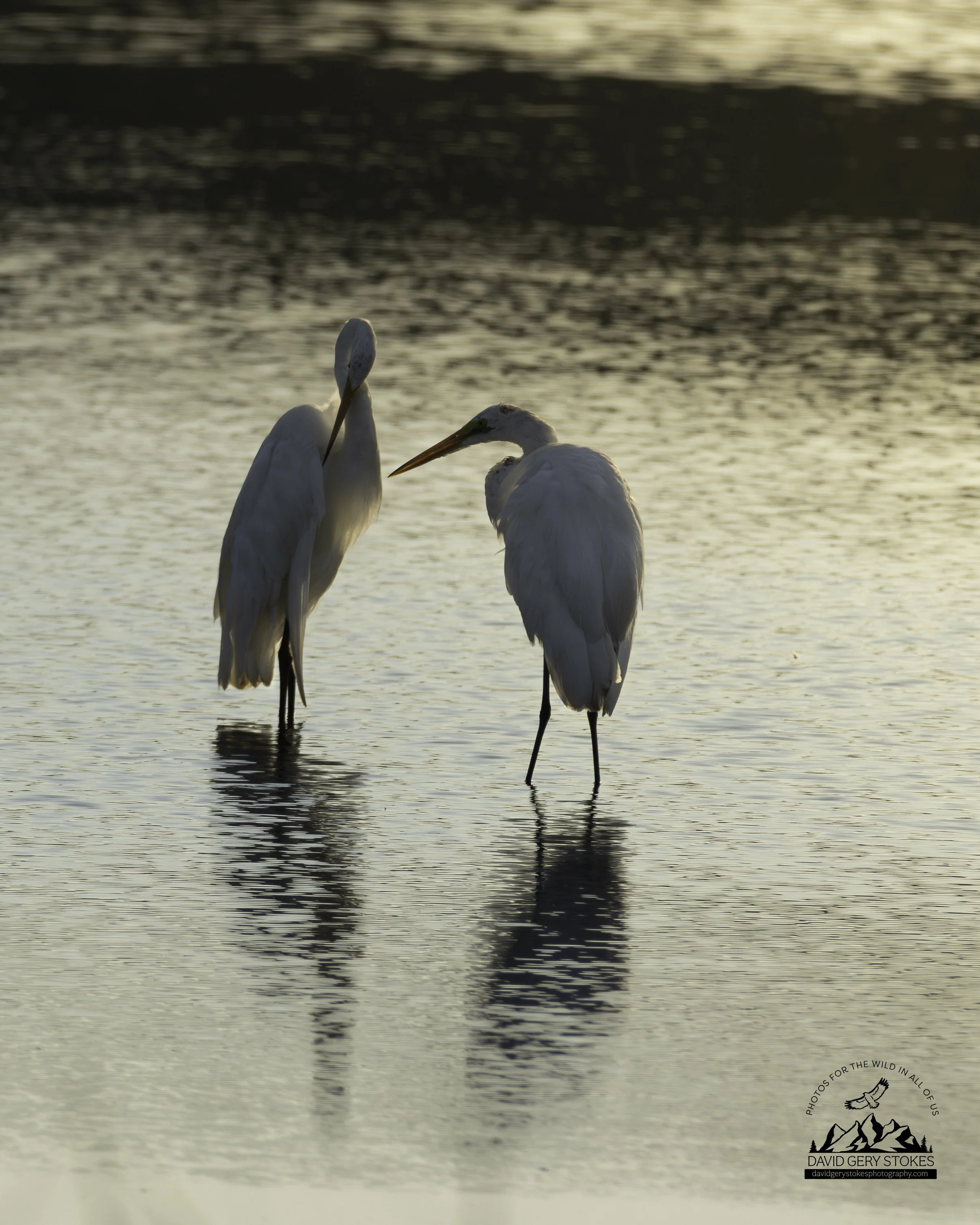 GreatEgret_Backlit_BH_072425_7528.jpg