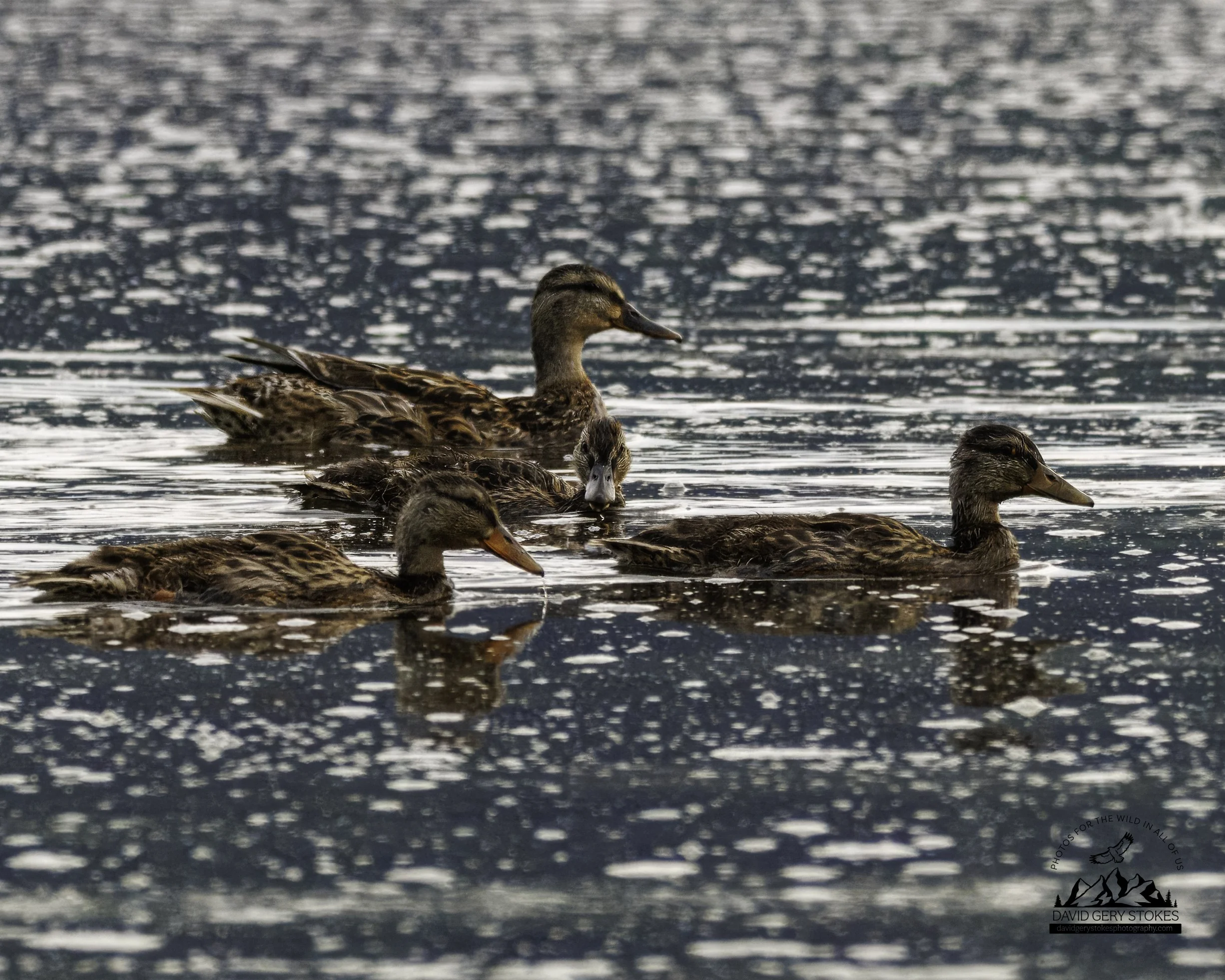 Ducks_Look_SSP_080725_8369 - Copy.jpg