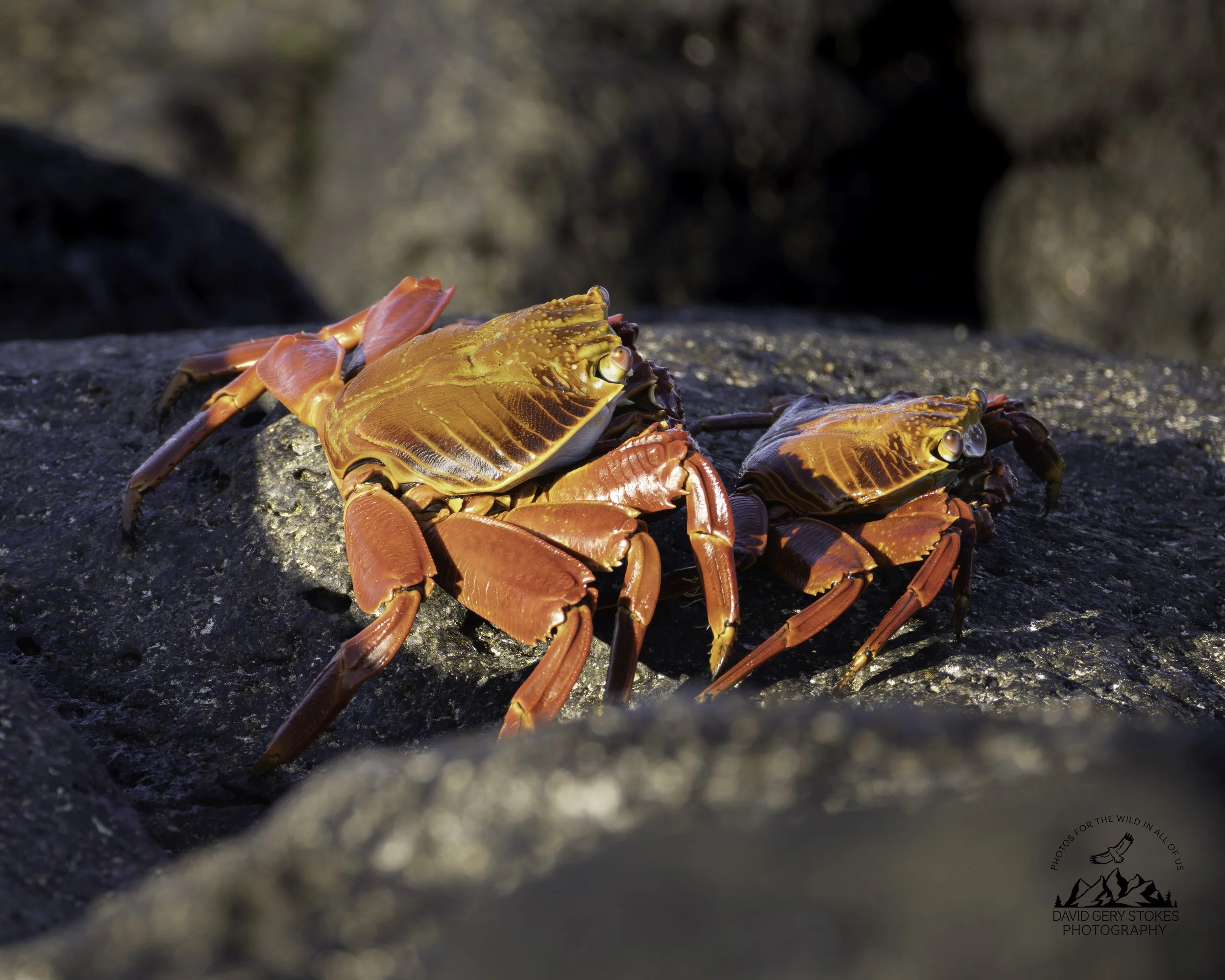 4505 Sally Lightfoot Crab