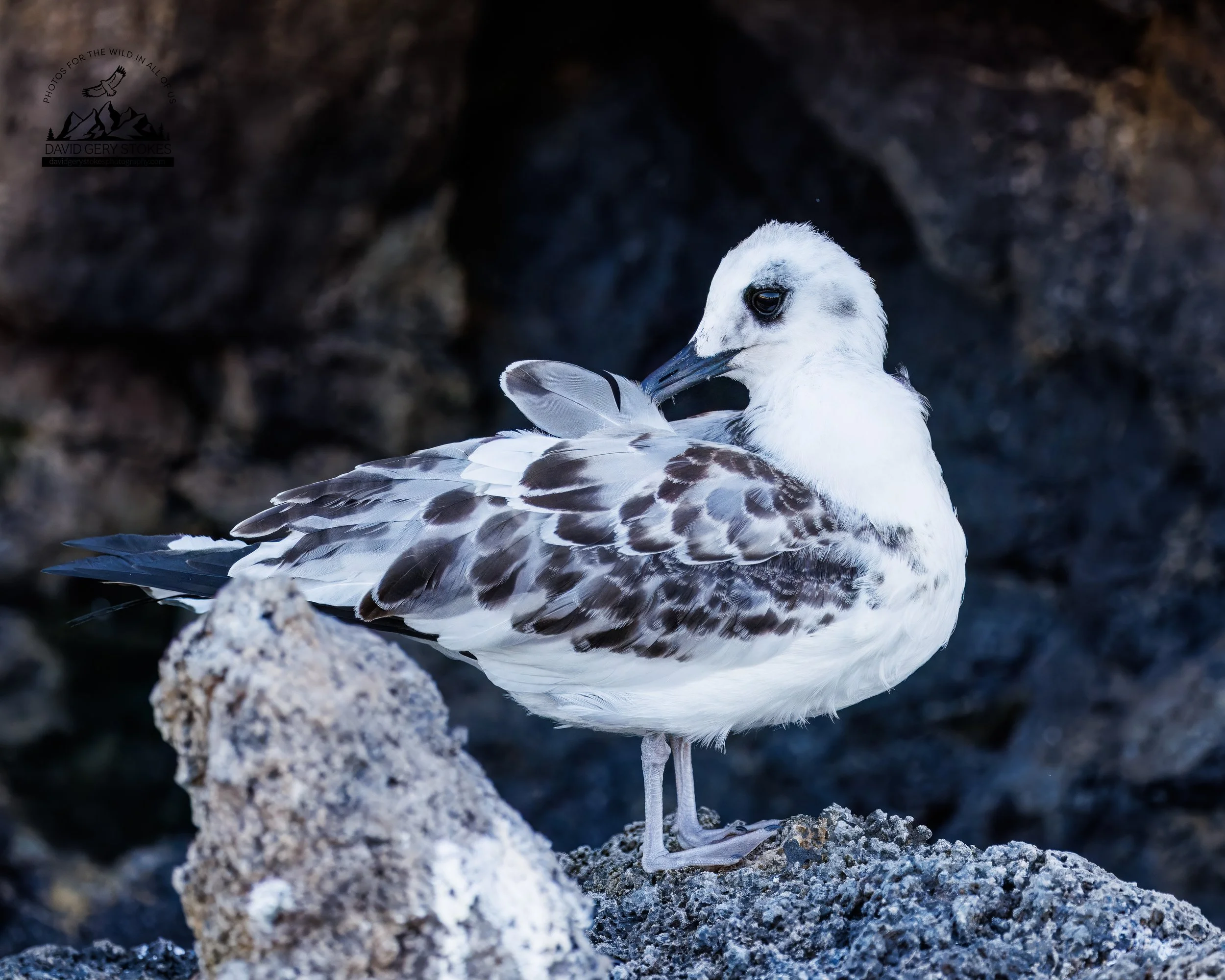 0219 Swallow-tailed Gull