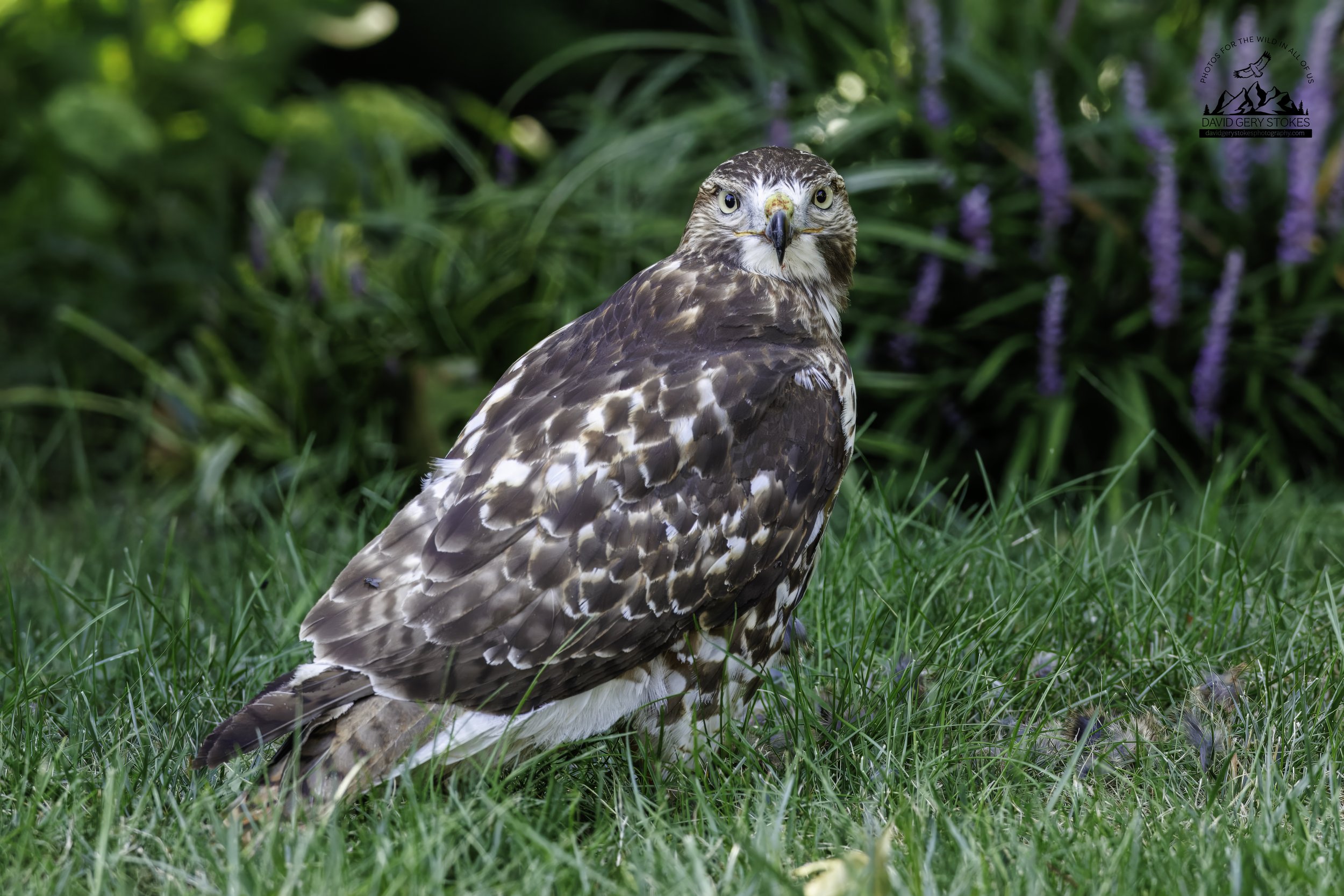 Back_Yard_Hawk_082725_3668.jpg