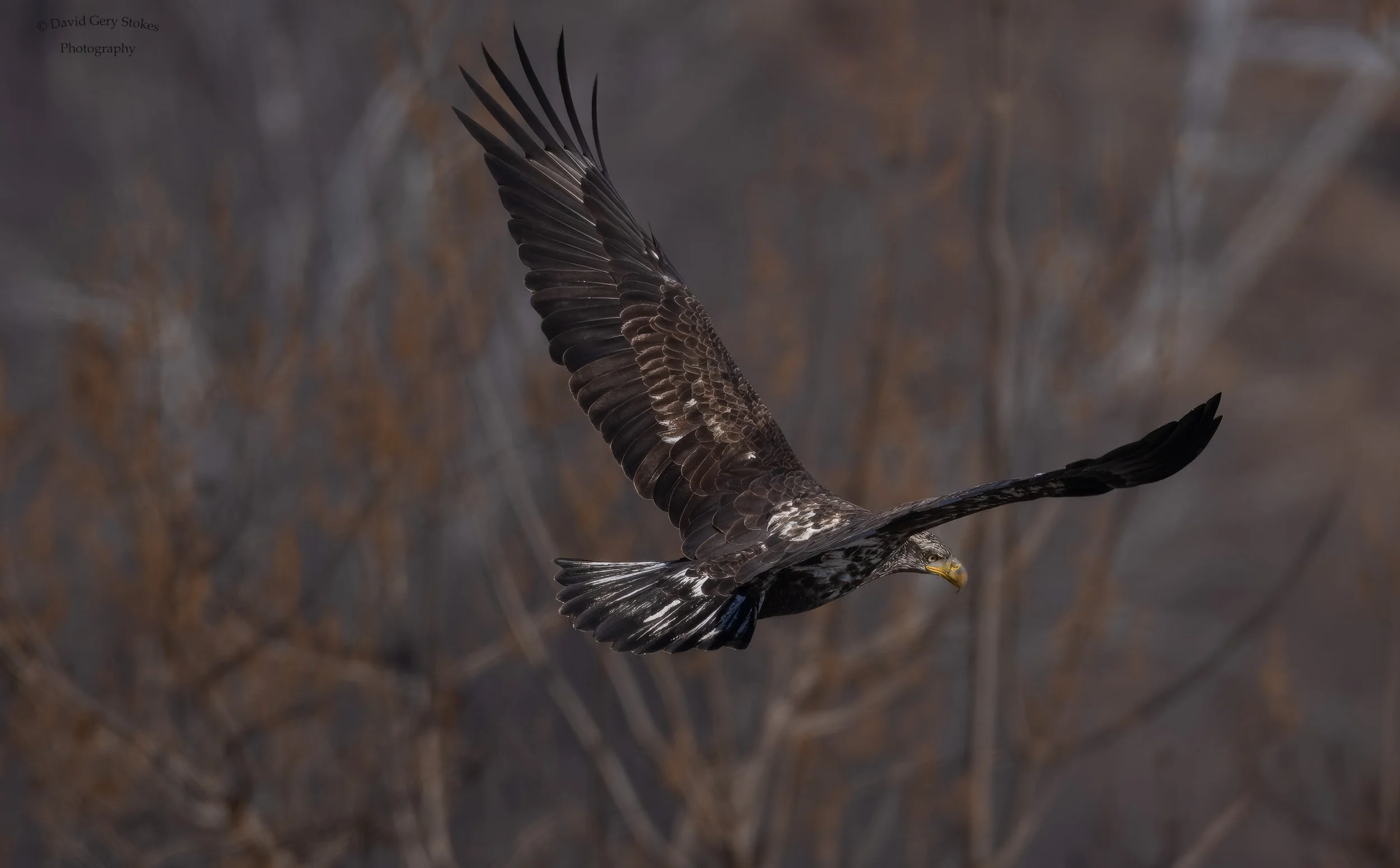 Juv_In_Flight_CWD_122923_WM_7508.jpg