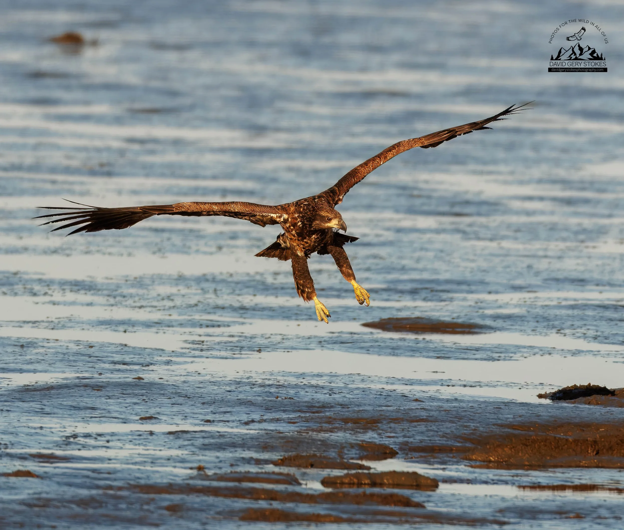 Juv_Eagle_Landing_Turn_Look_BH_041725_7405.jpg