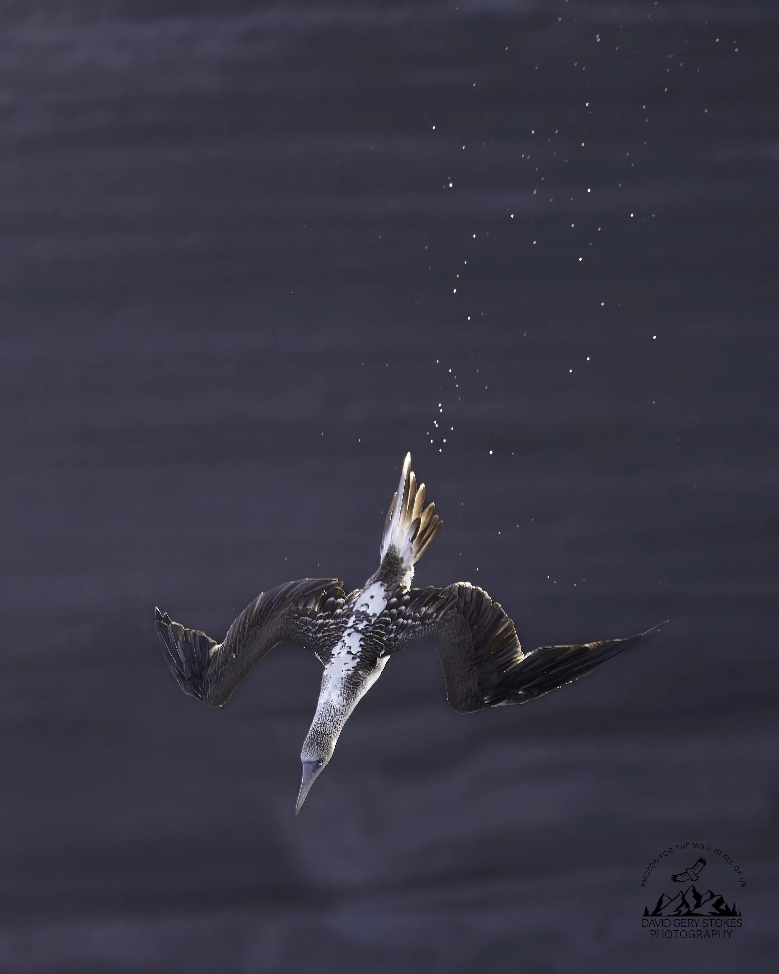 5625 Blue Footed Booby Dive