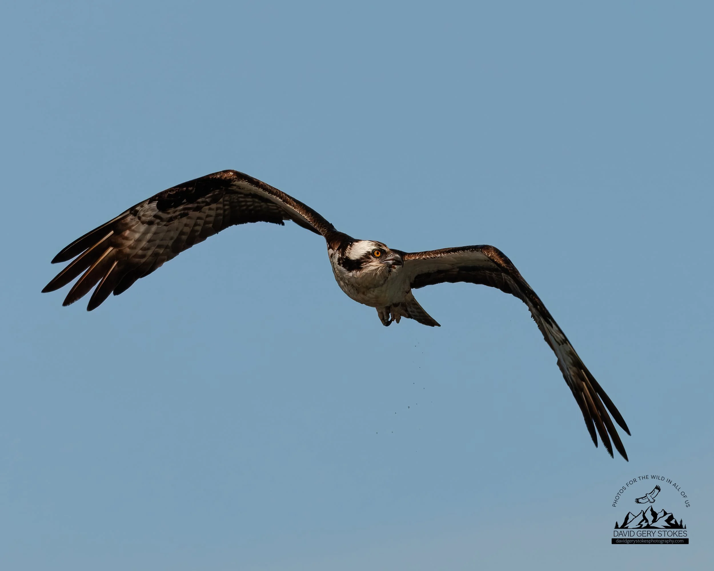 Osprey_Flight_HeadTurn_CWD_051124_8410.jpg