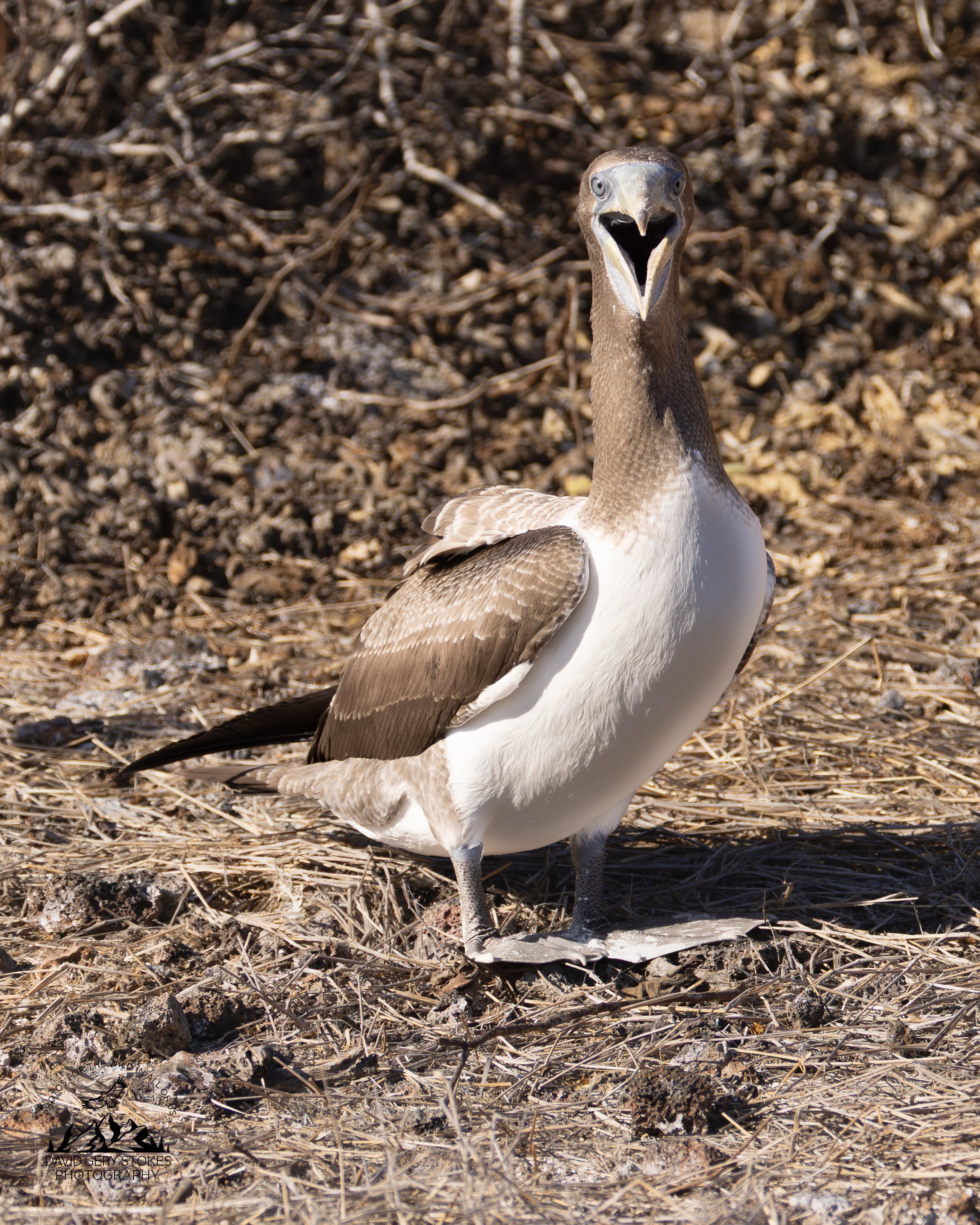 8636 Nazca Booby