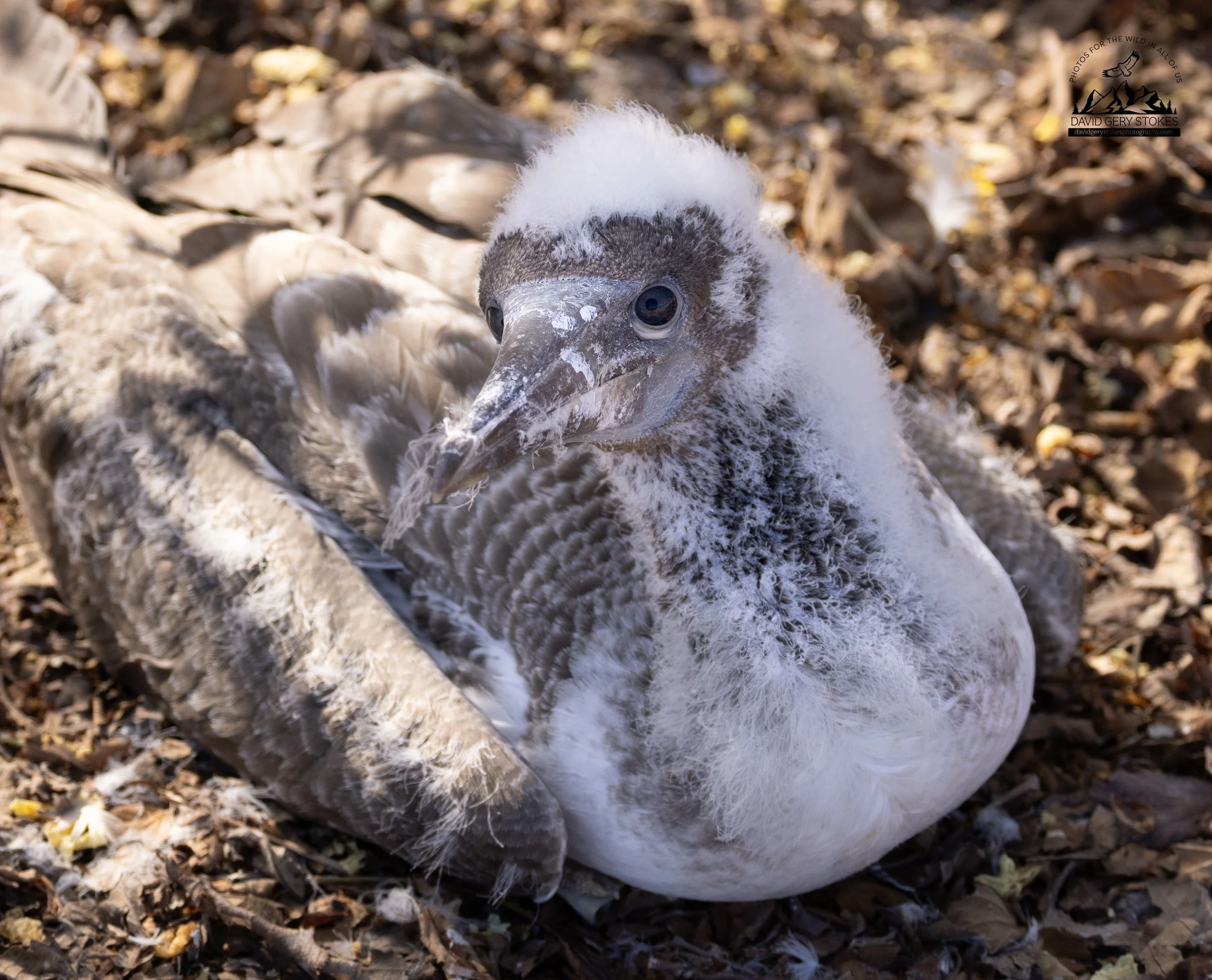 9347 Nazca Booby Chick