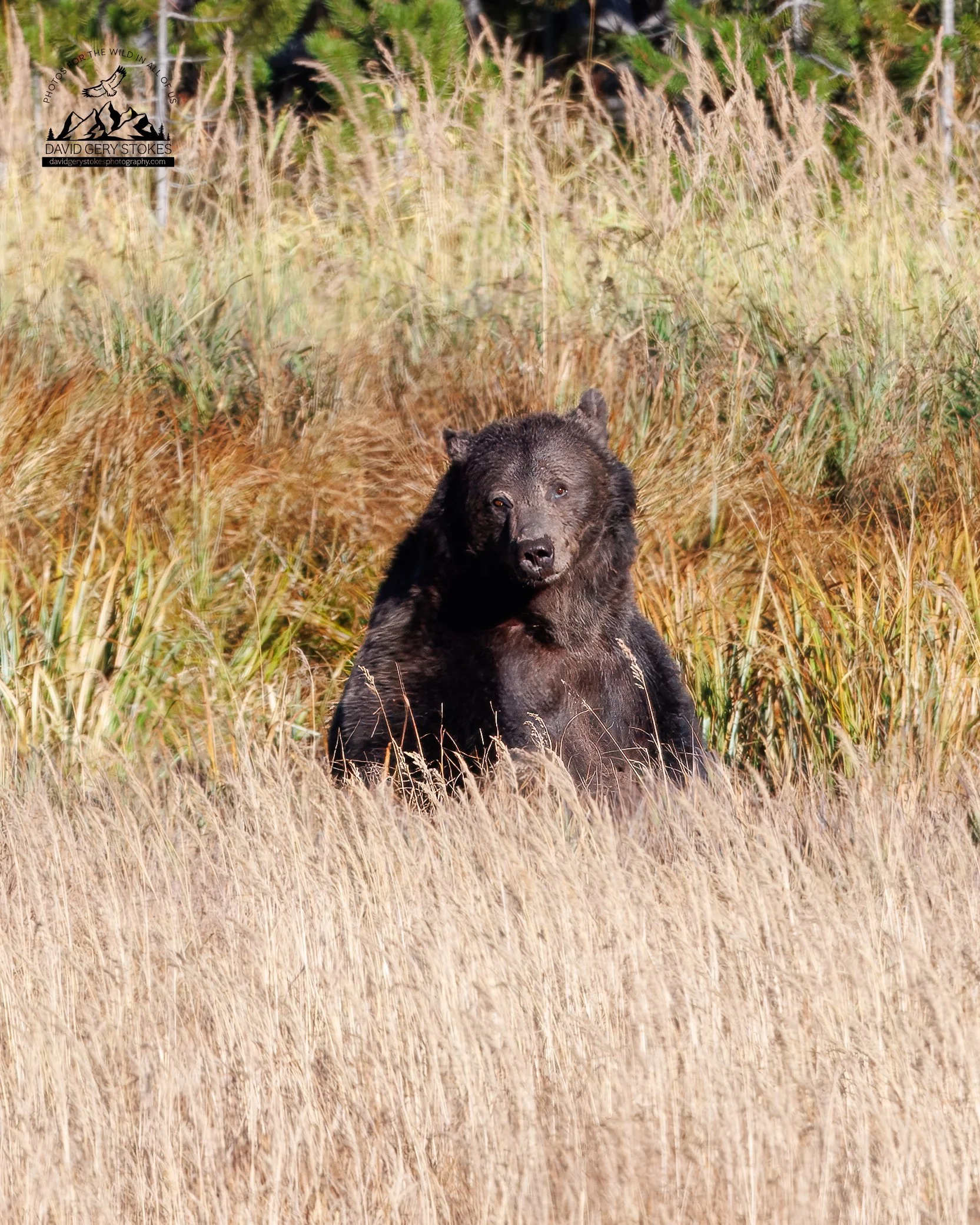 Grizzly_Sitting_YGT4_CU_1104.jpg