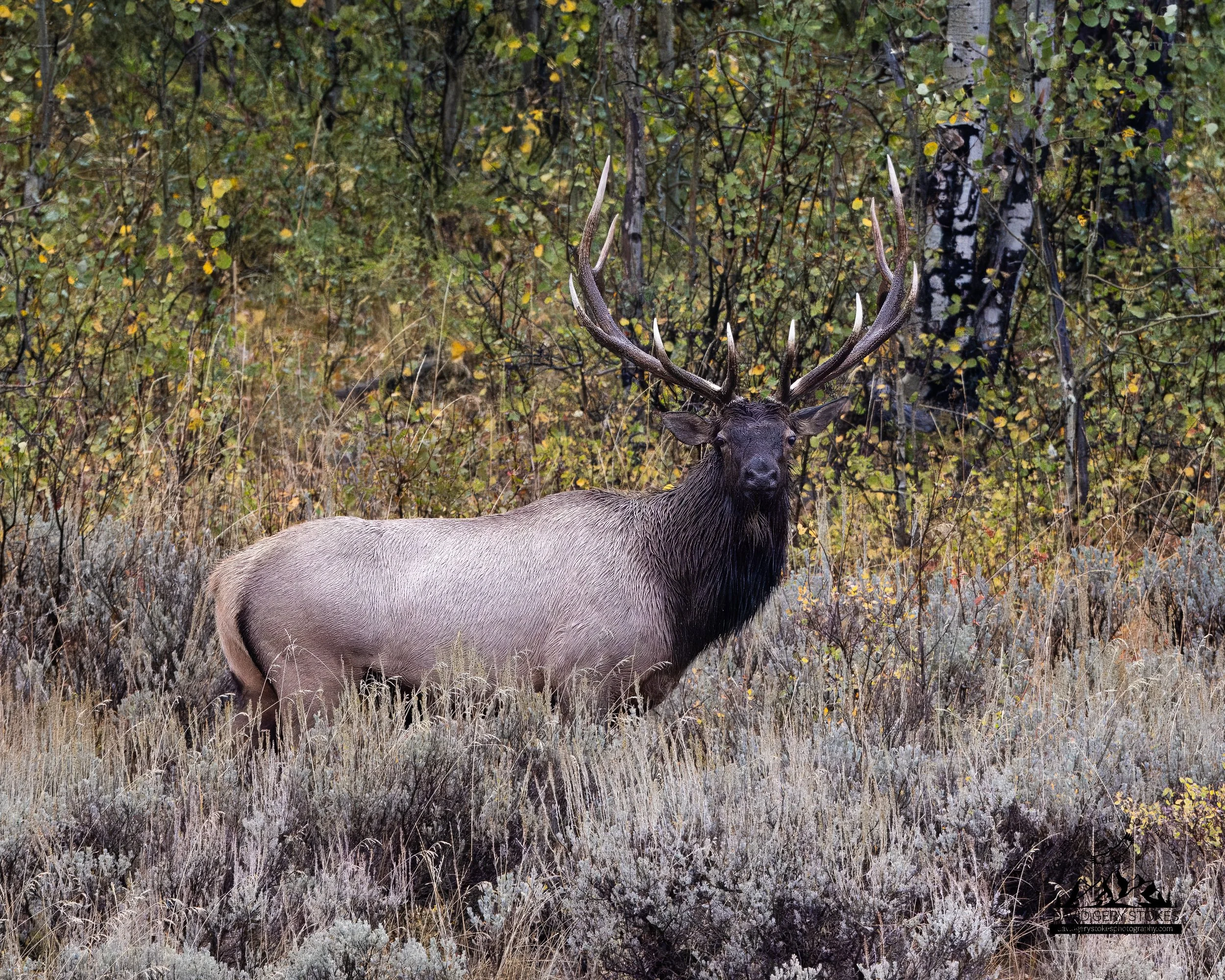 Bull_Elk_Straight_Stare_WM_YGT2_0067.jpg