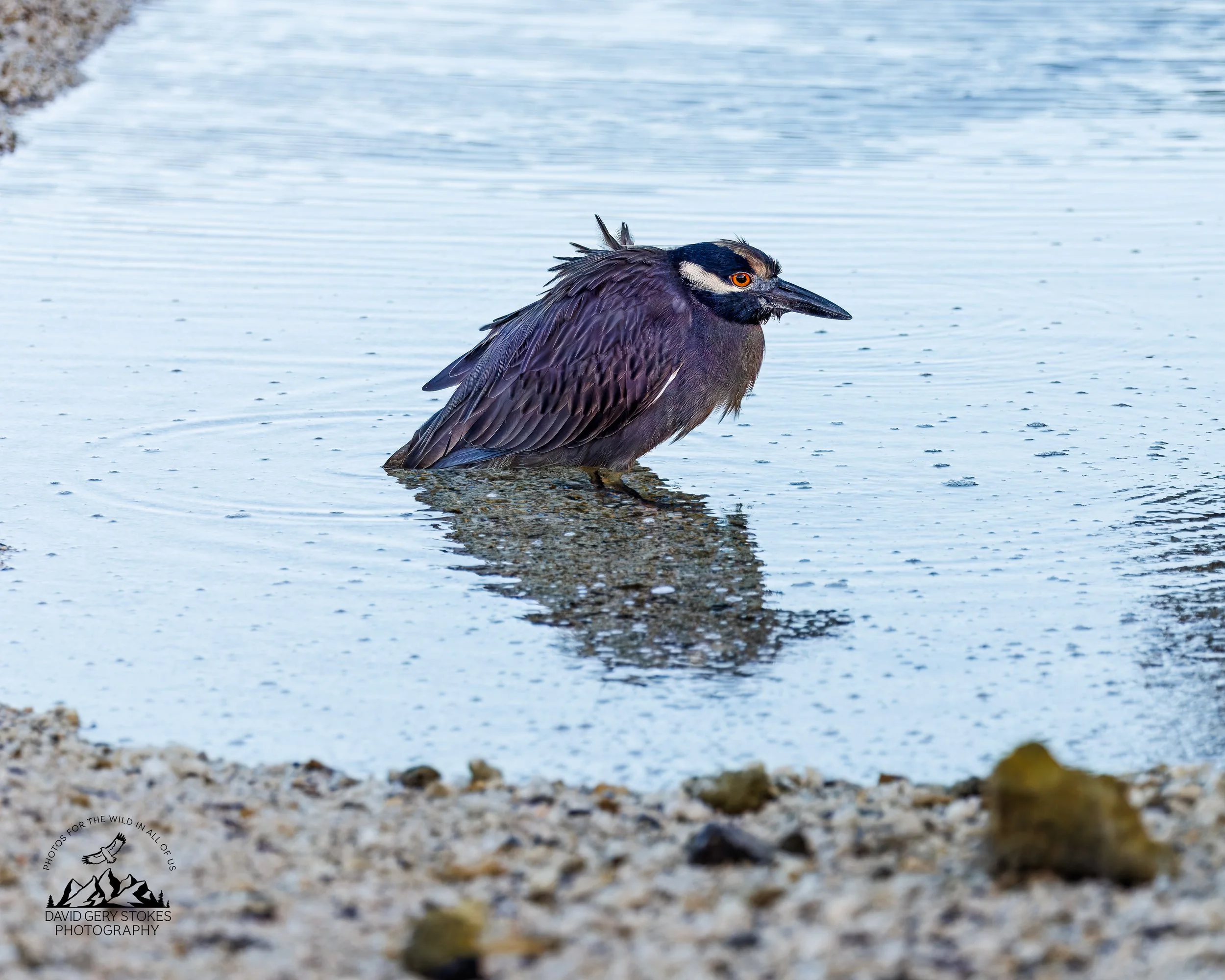 0195 Yellow-crowned Night Heron