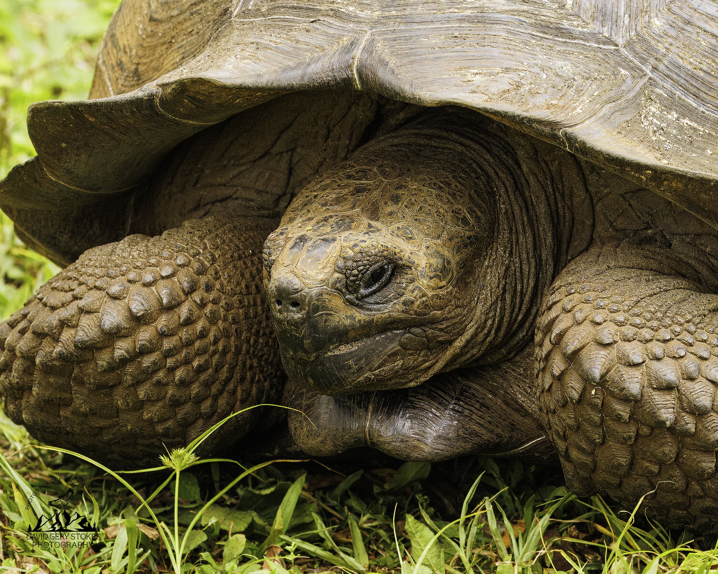 3369 Galapagos Giant Tortoise