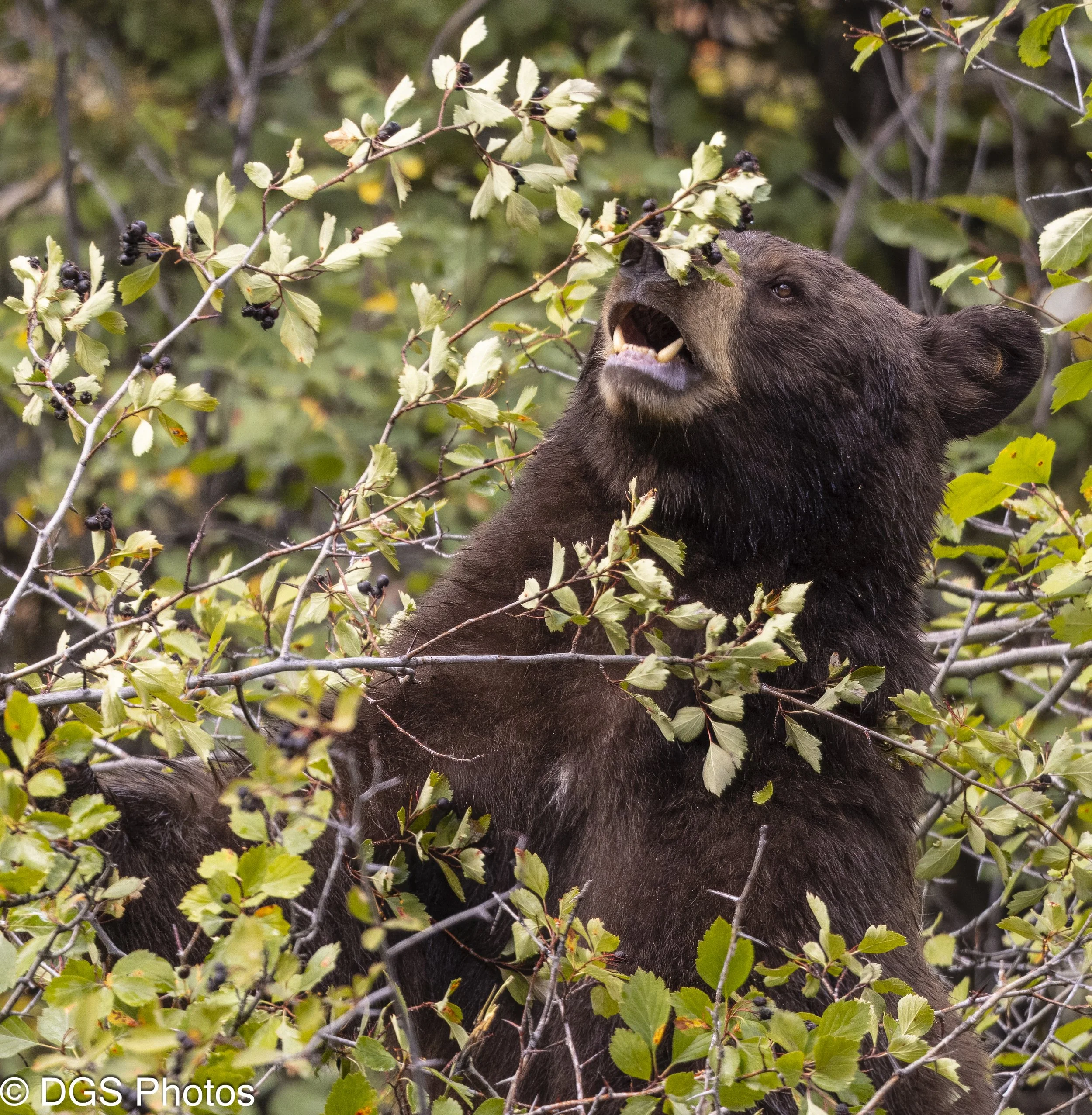 Berry_Bear_YGT3_0495.jpg
