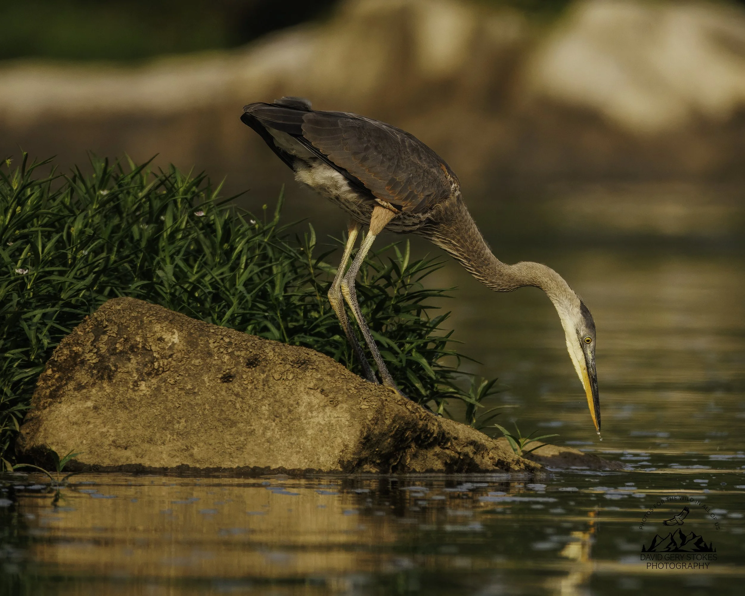 8605.  Patience.    Great Blue Heron.  Susquehanna State Park, MD.
