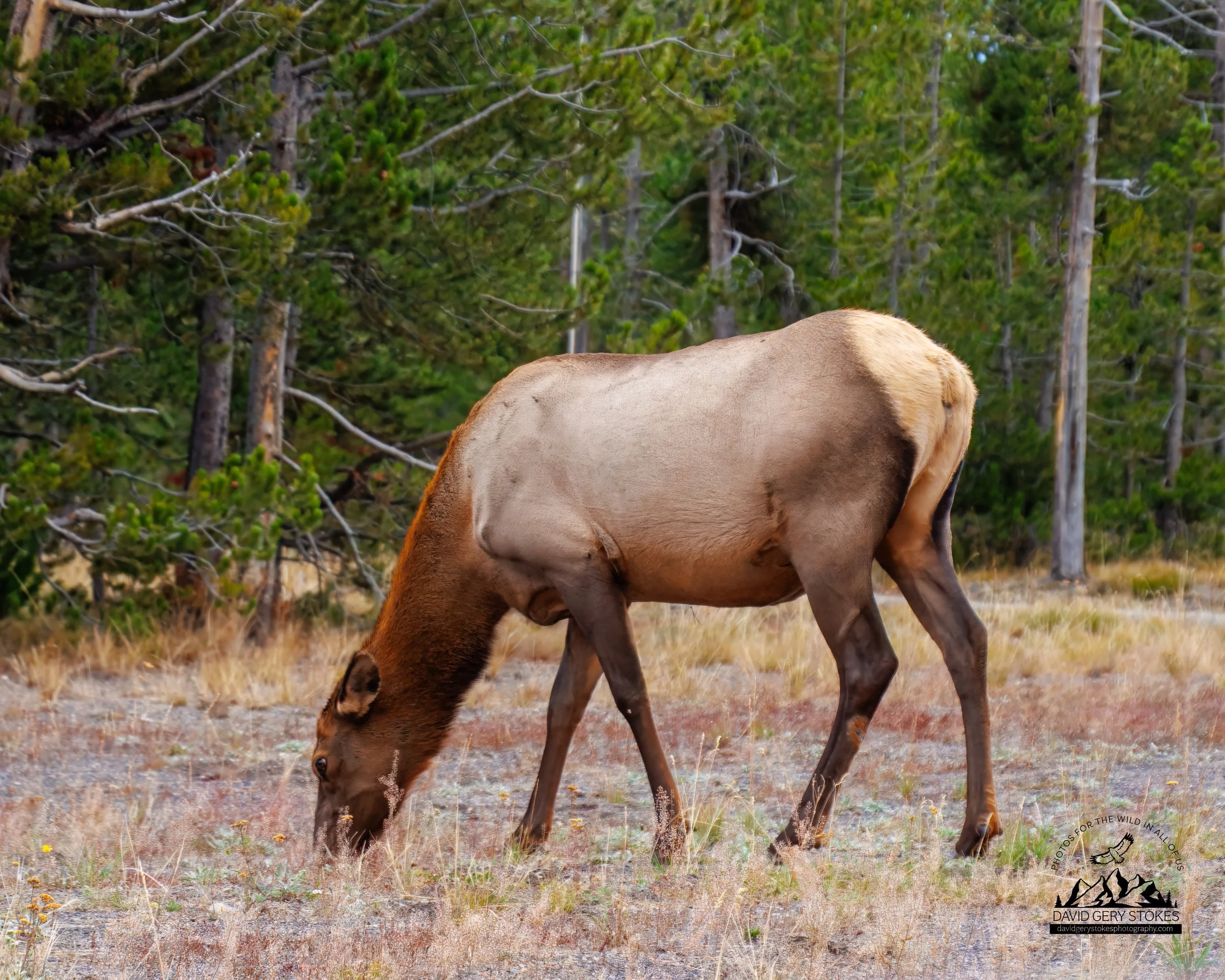 Cow_Elk_Graze_WM_YGT3_0686.jpg