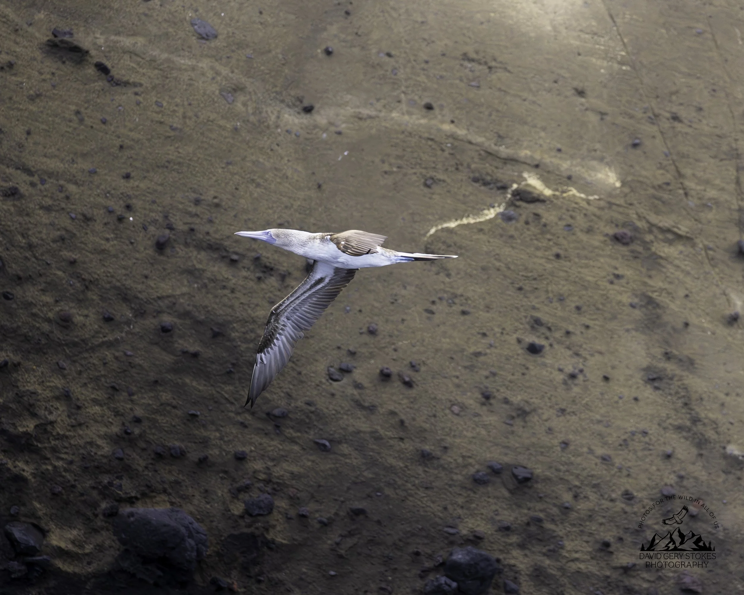 5222 Blue Footed Booby