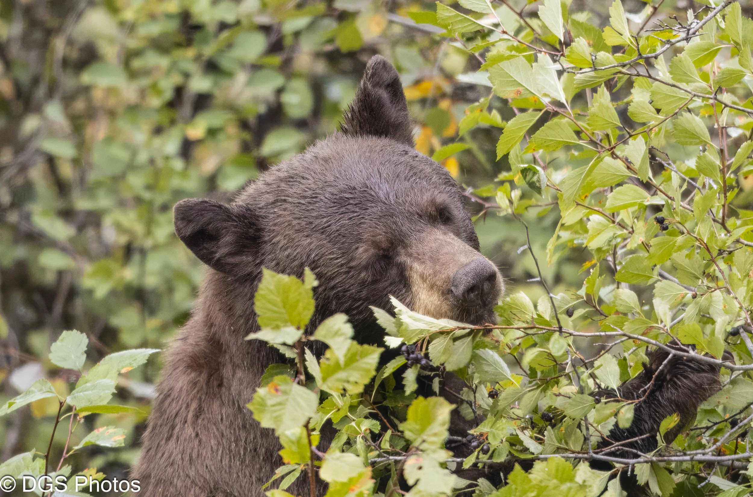 Mama_Berry_Bear_YGT3_0598.jpg