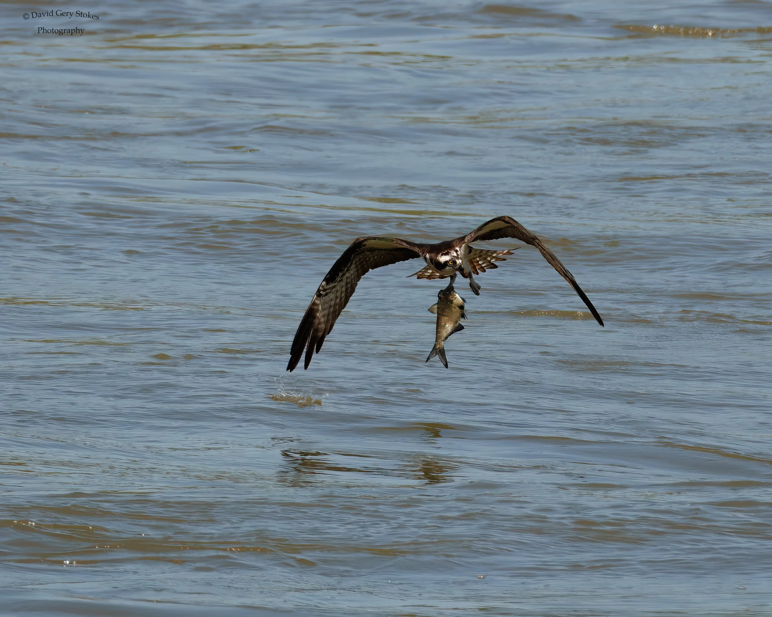 Osprey_wFish_CWD_042024_WM_5350.jpg