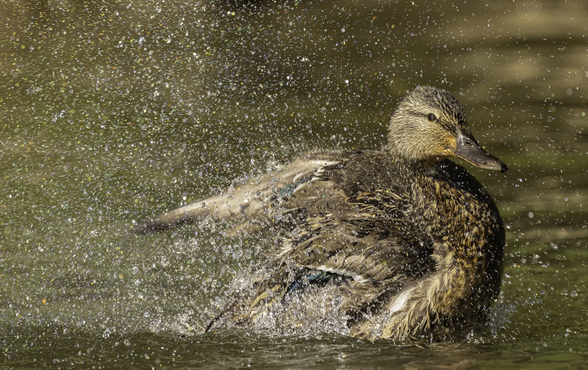 Green_Winged_Teal_Splash_SusqStPk_061524_1769.jpg
