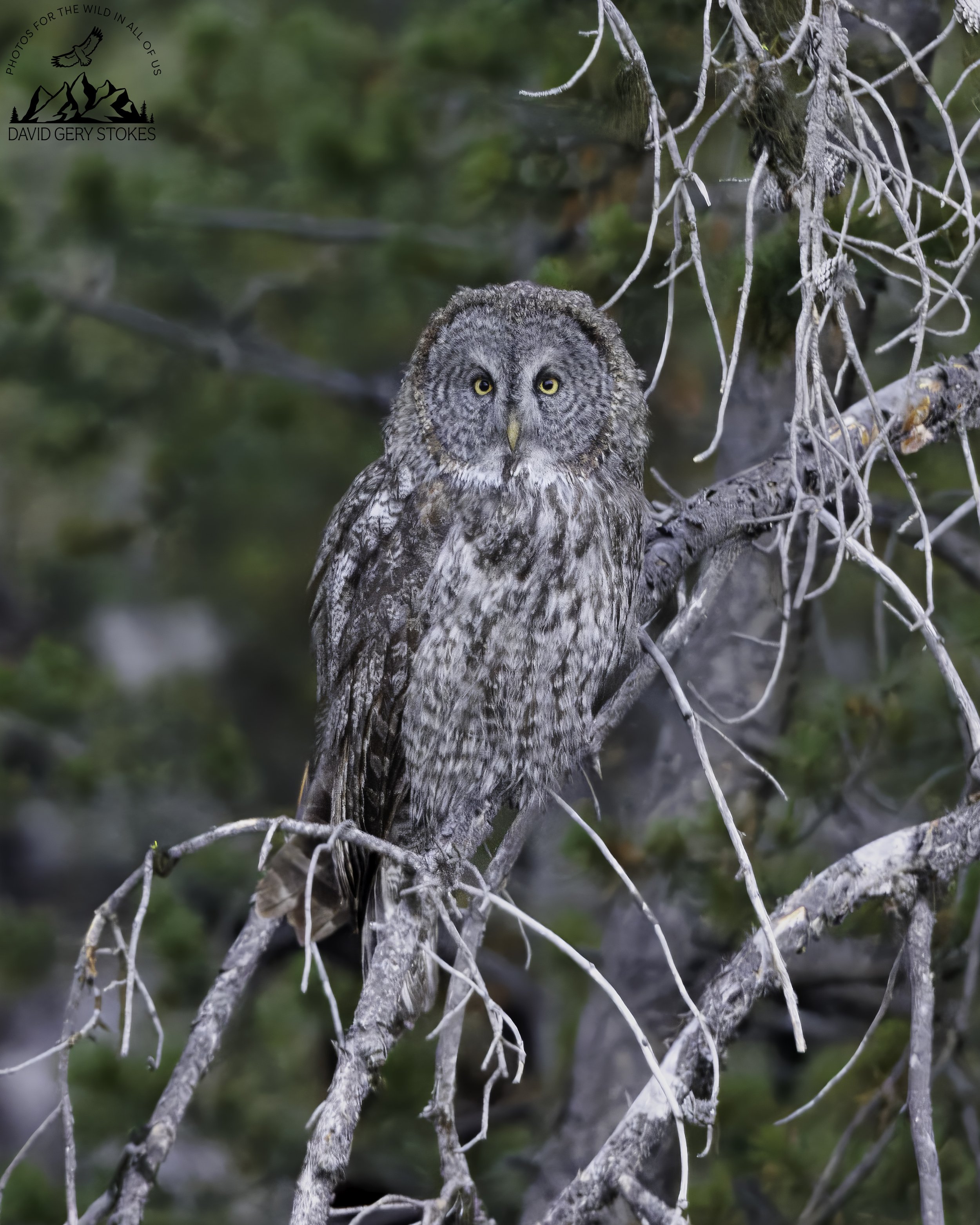GGrey_Owl_CU_YGT6_1649.jpg