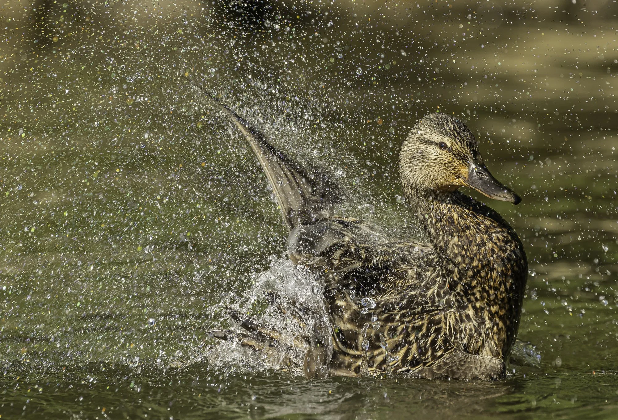 Green_Winged_Teal_Splash_SusqStPk_061524_1767.jpg