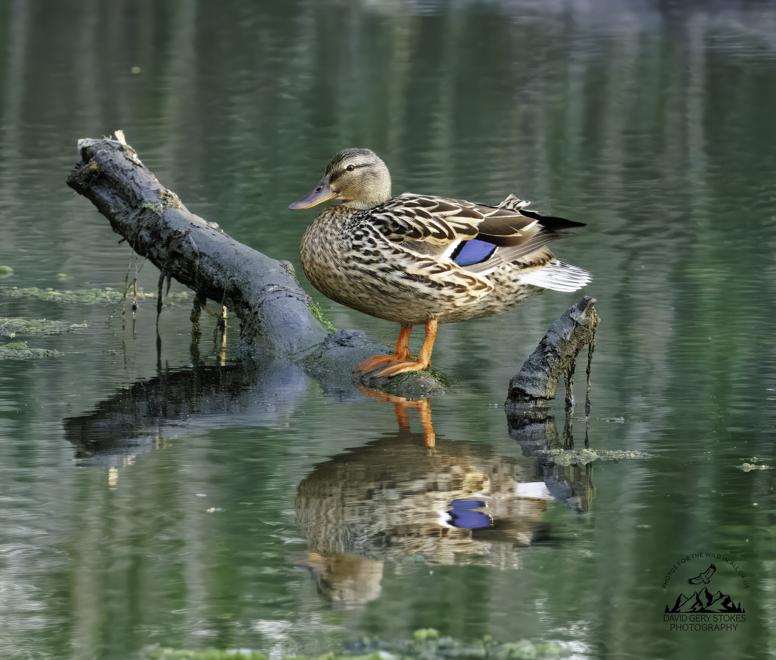 BlueWing_CU_BH_050526_2706.jpg