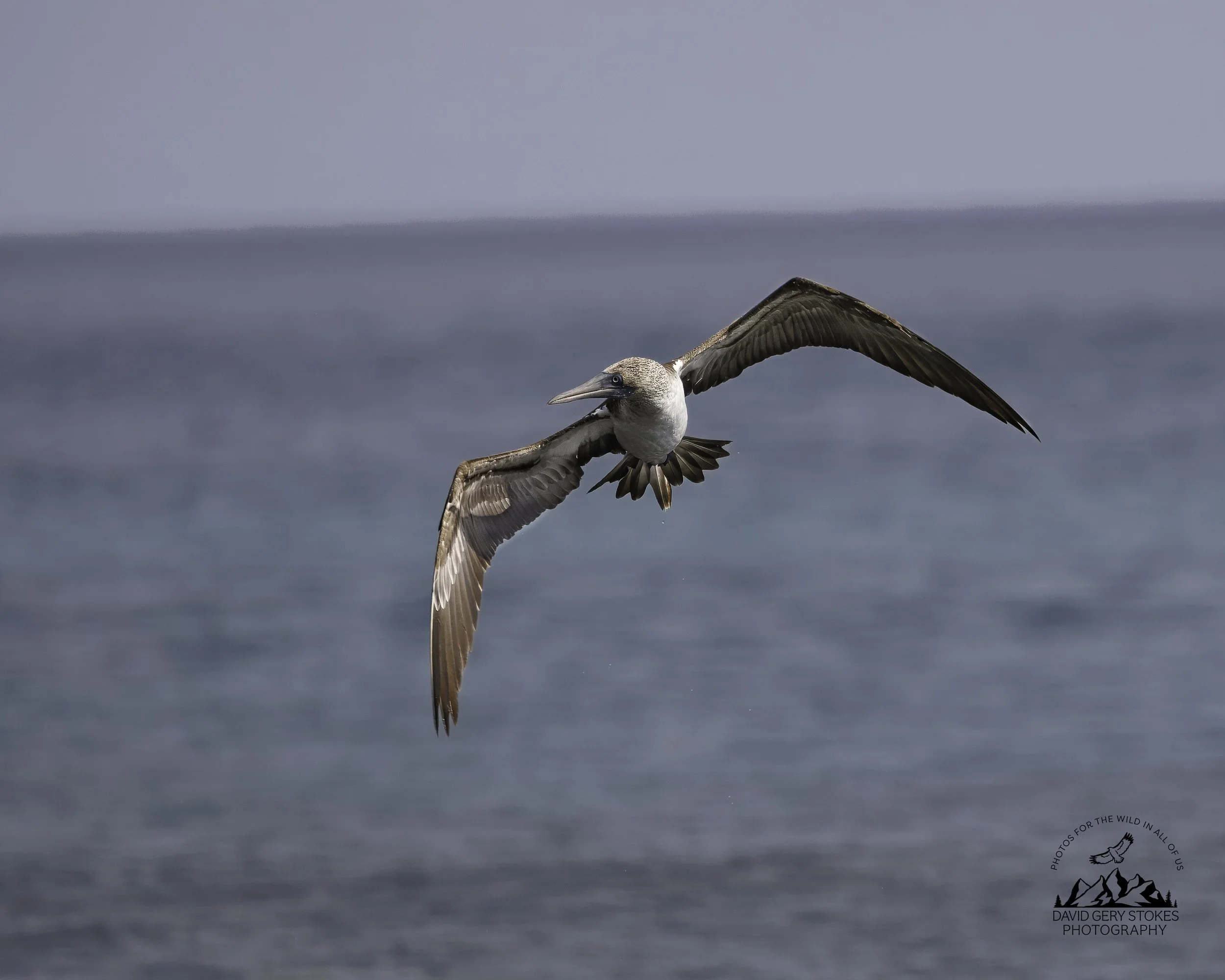 3472 Blue Footed Booby