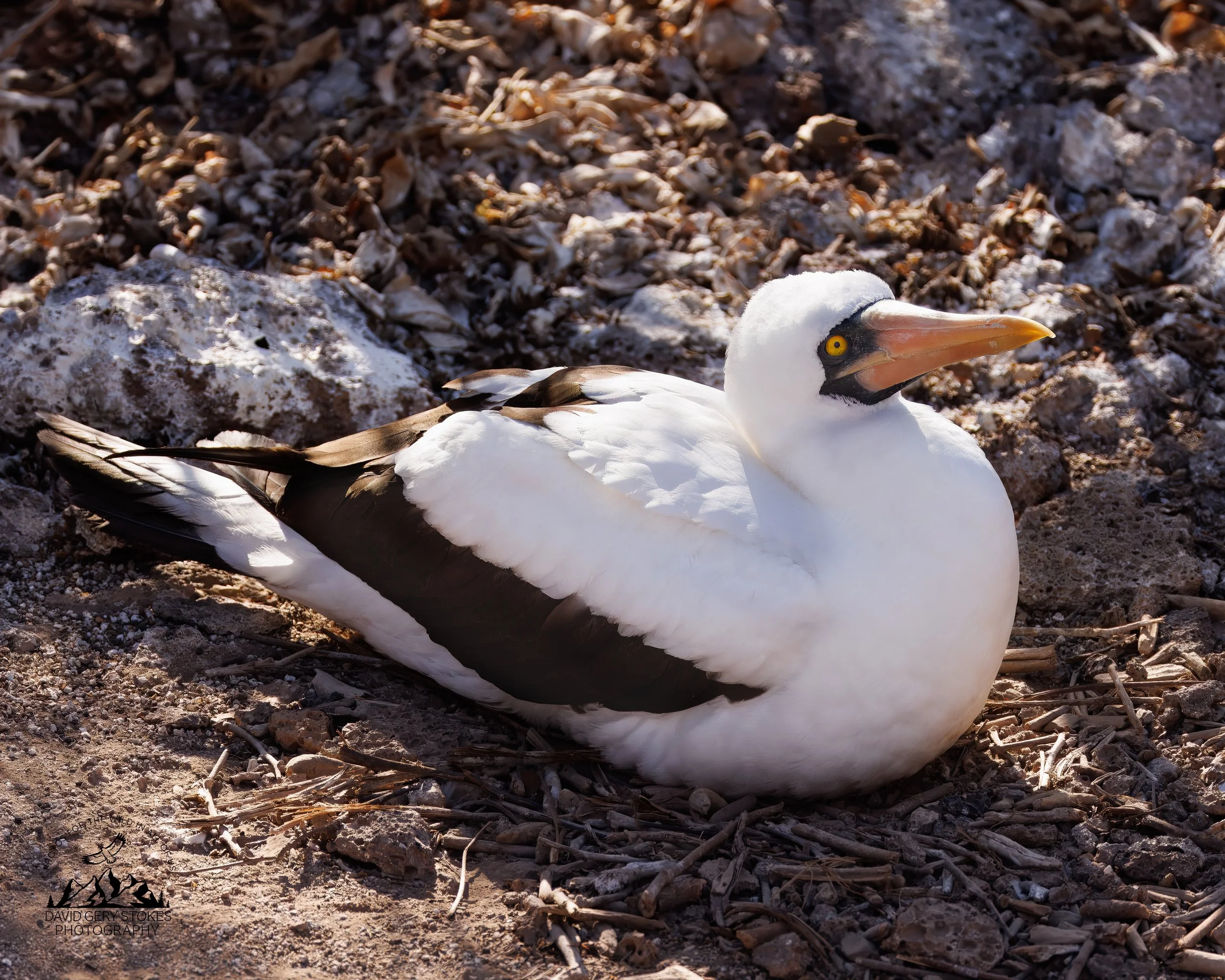 8587 Nazca Booby