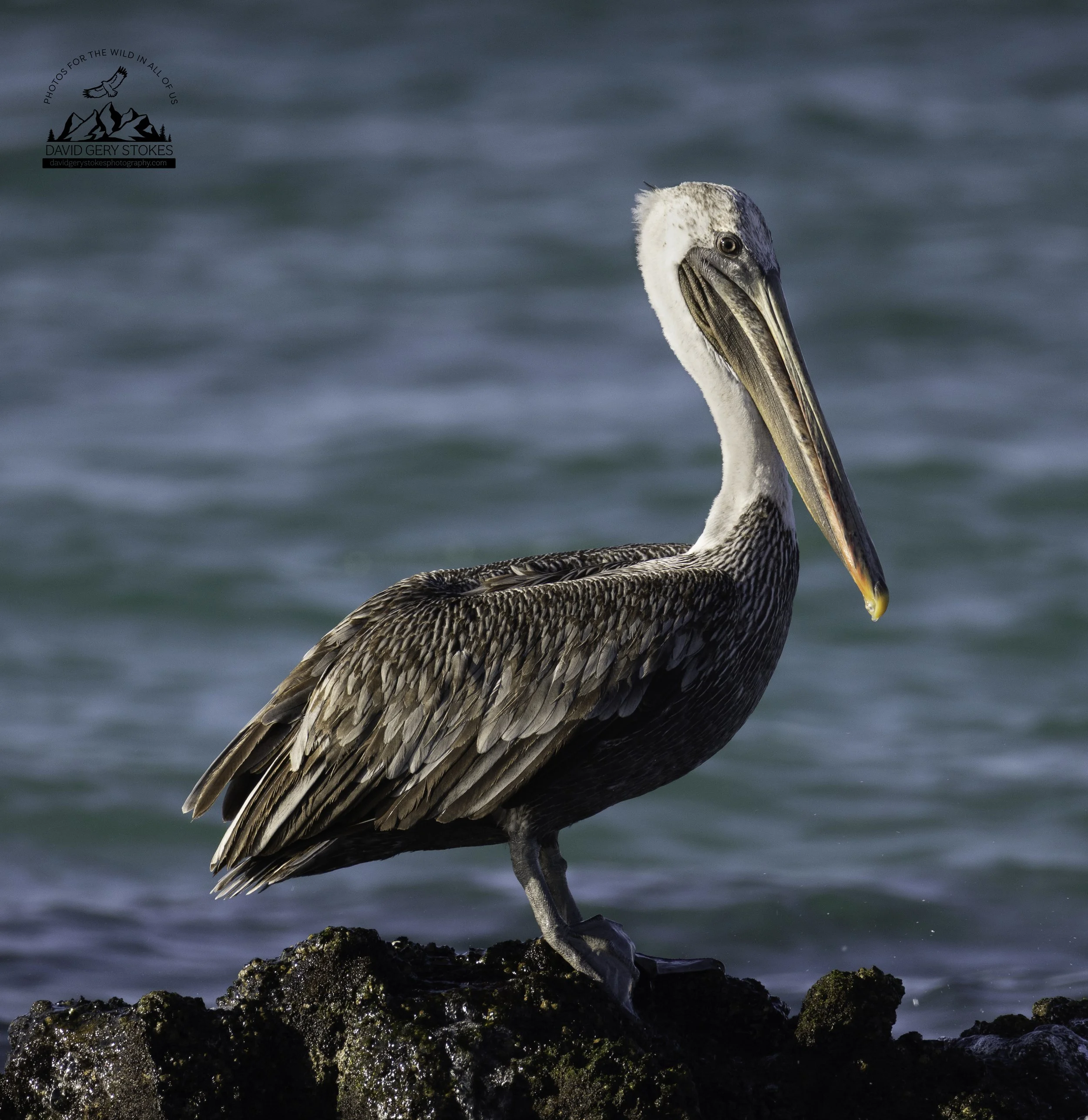 4601 Brown Pelican