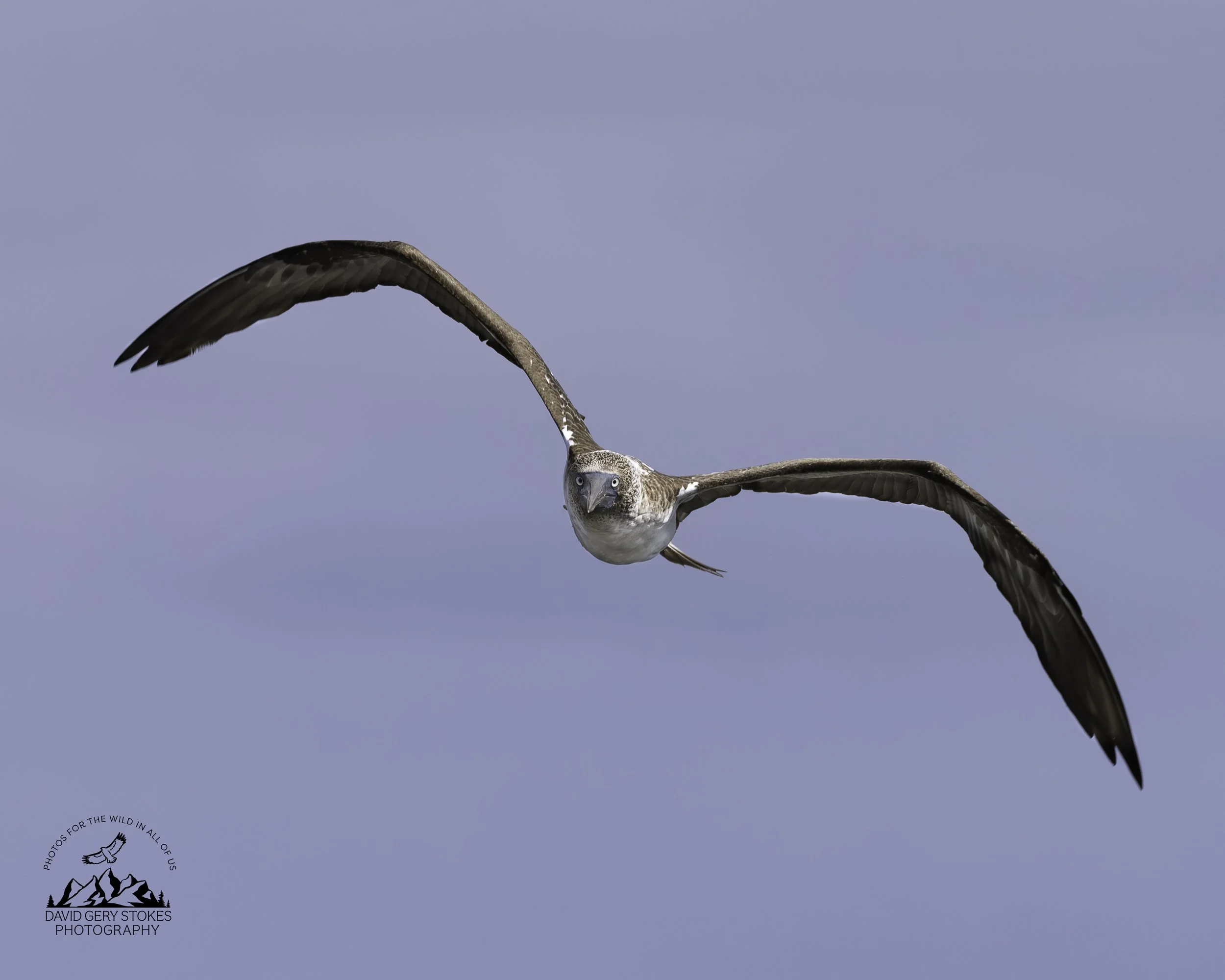 3496 Blue Footed Booby