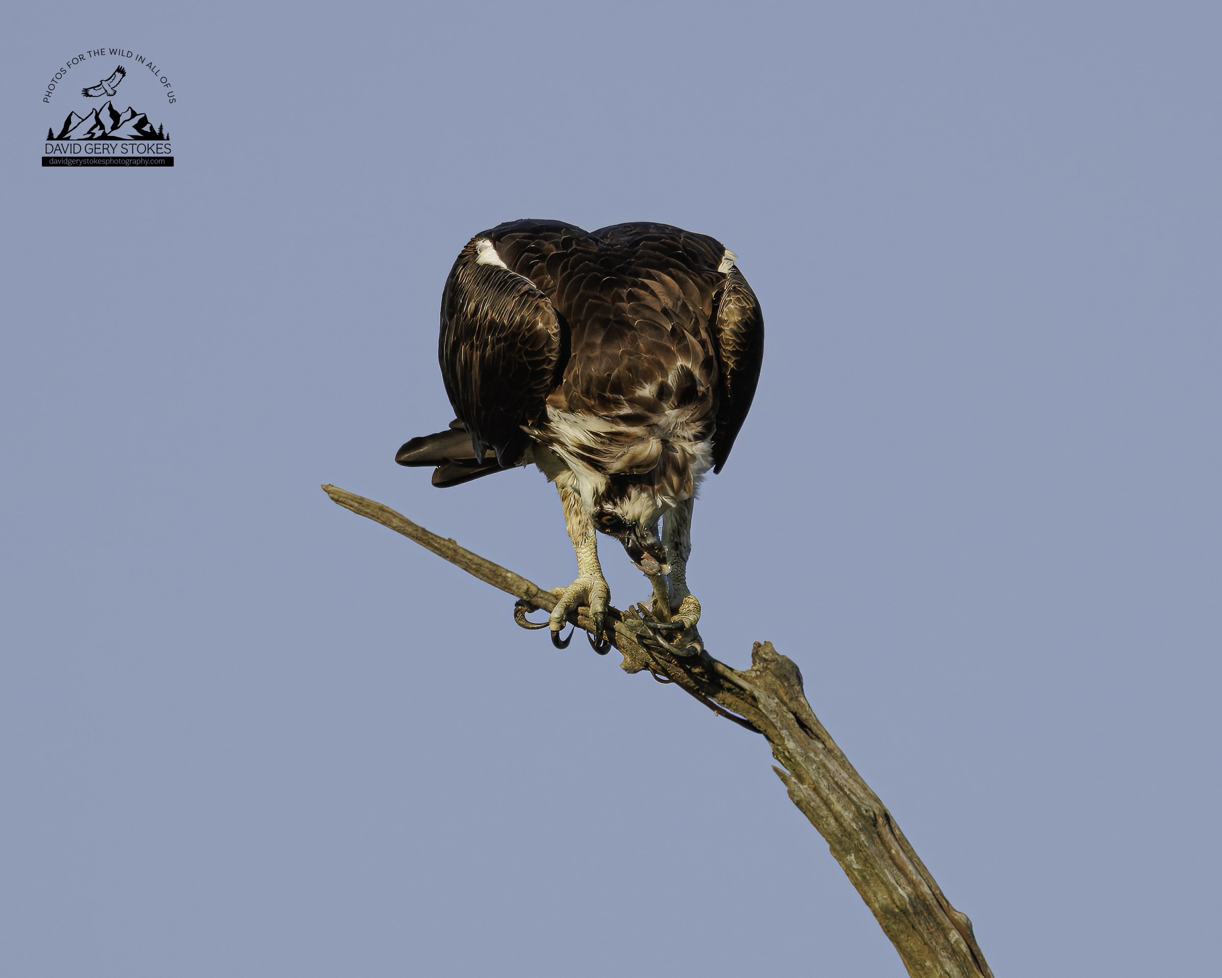 Osprey_Eat_BH_072425_7497.jpg