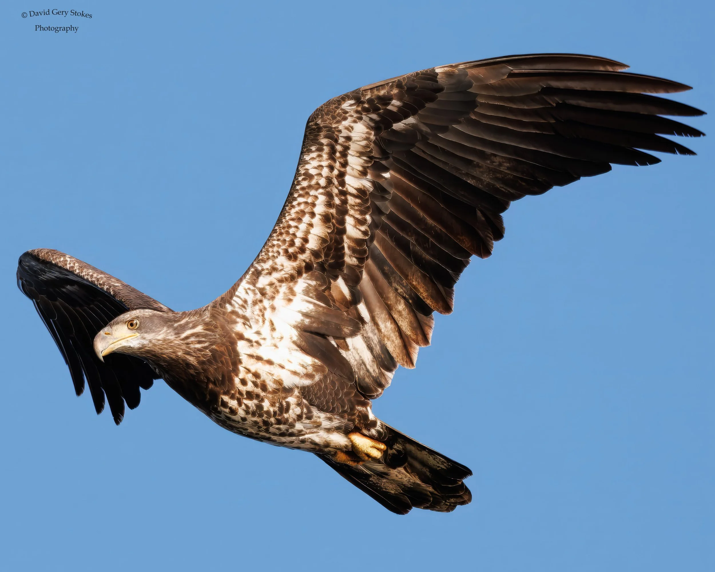 Juvenile Eagles