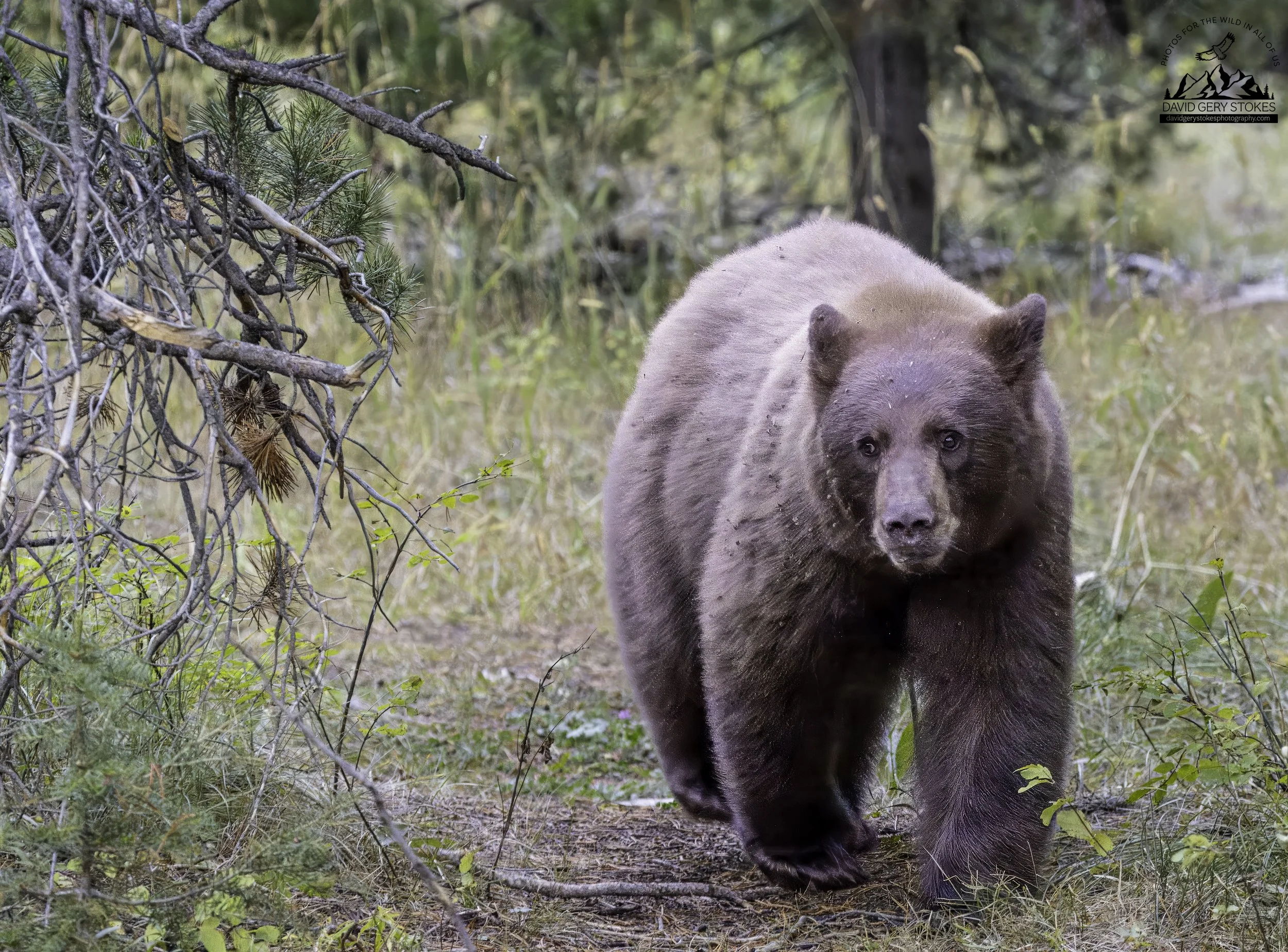 Brwn_Bear_YGT1_092022_9433.jpg