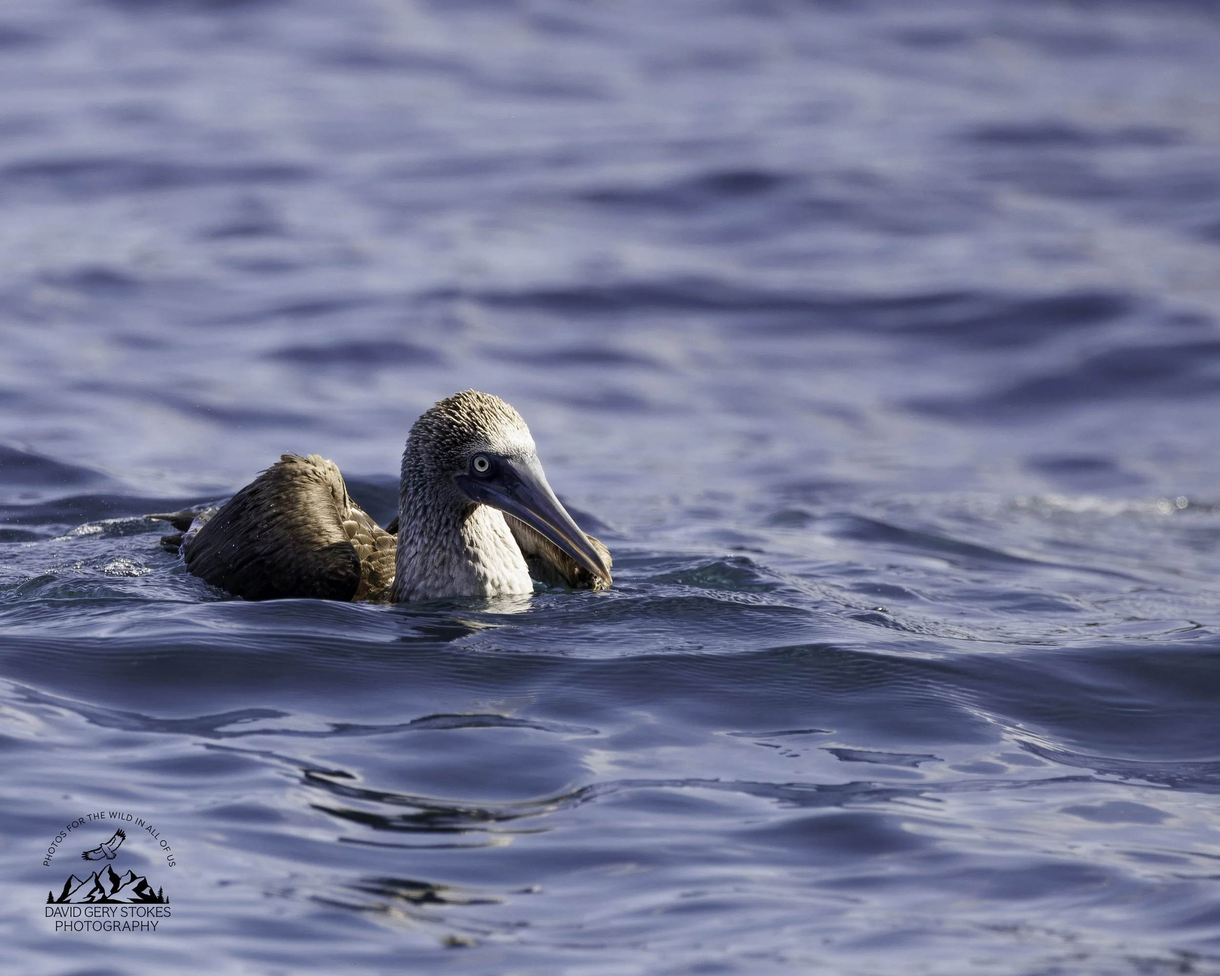 5596 Blue Footed Booby