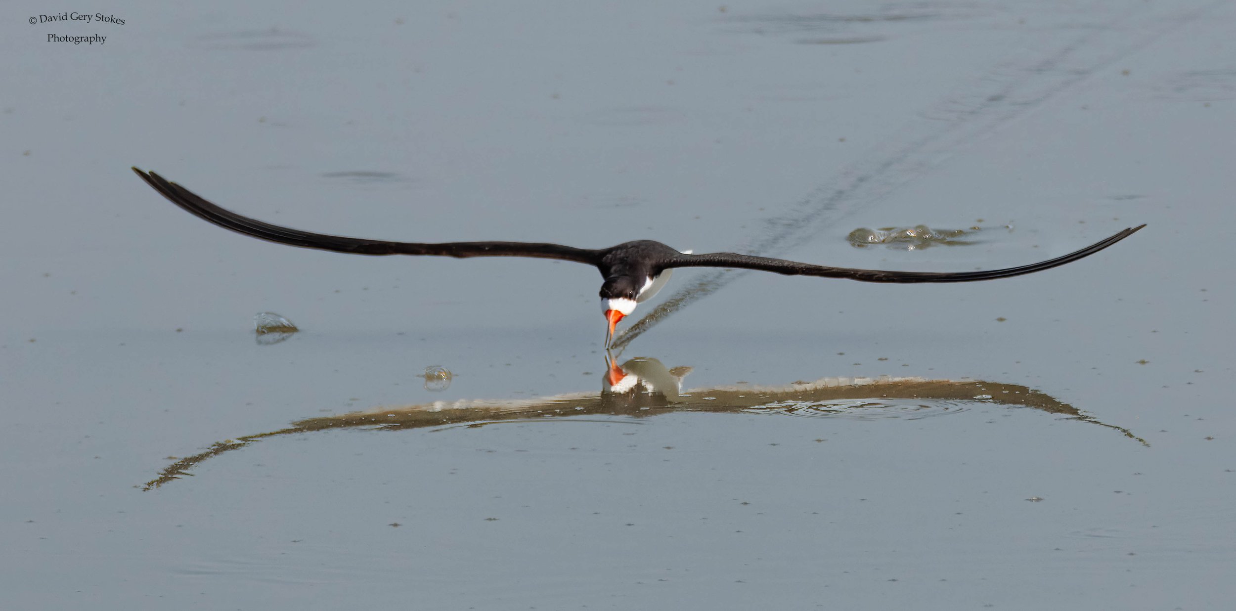 BlackSkimmer_Reflect_EF_071424_WM_5716.jpg