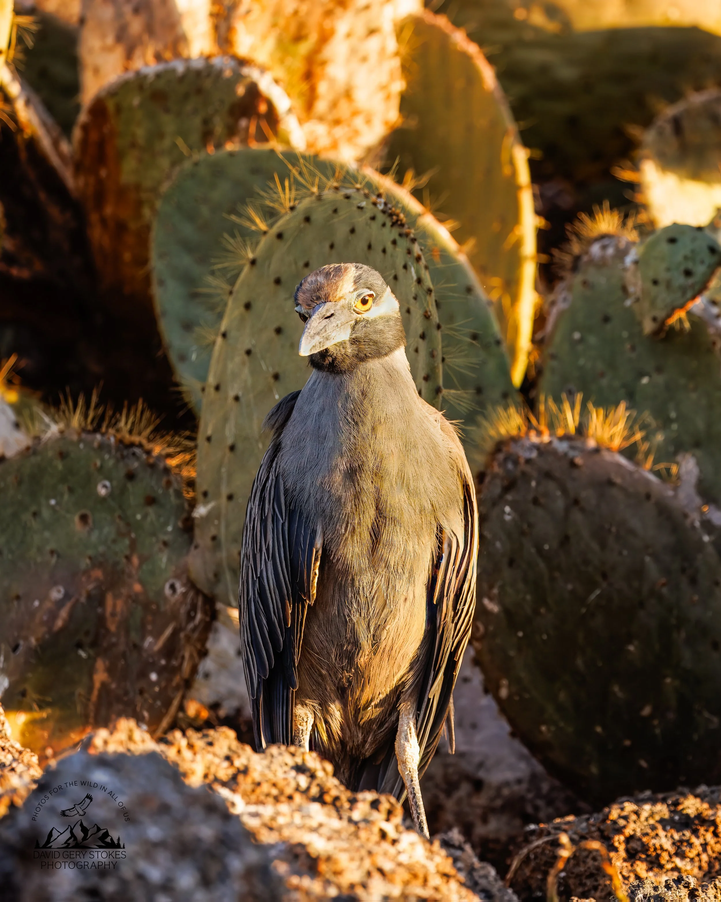 0573 Yellow-crowned Night Heron