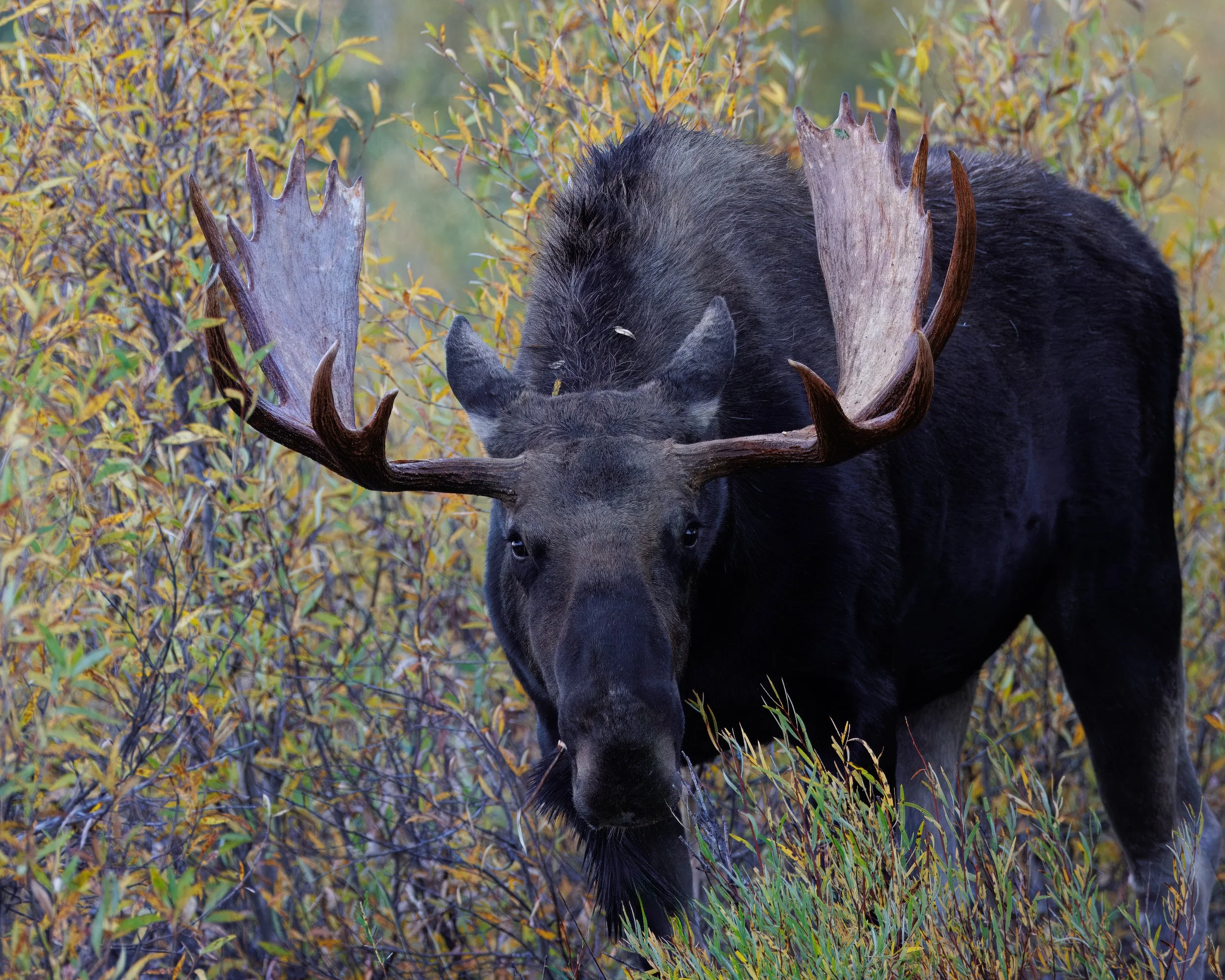Bull_Moose_YGT1_9563.jpg